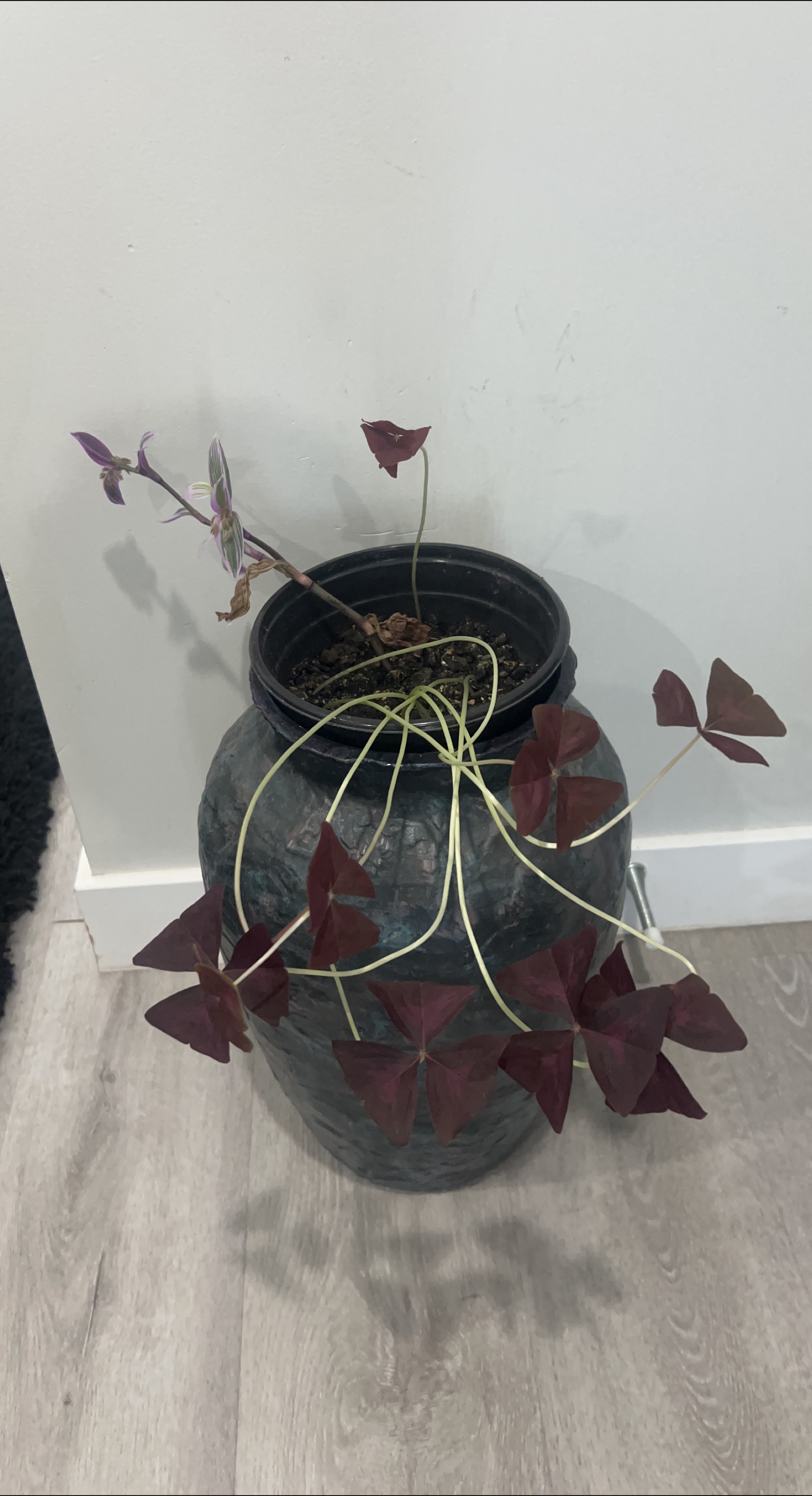 Oxalis Plant in Decorative Pot thumbnail