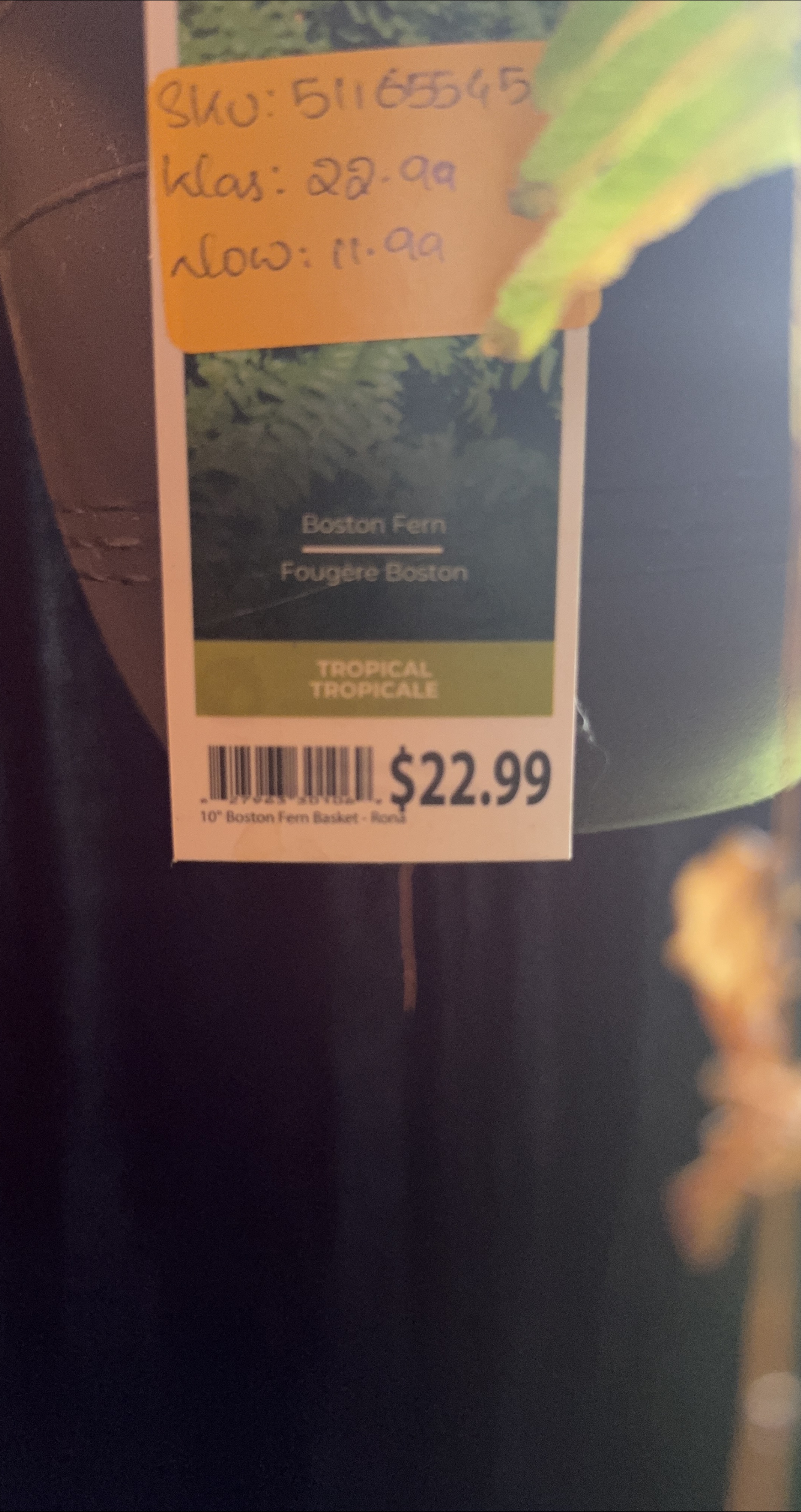 2x Boston Fern - 10" Basket thumbnail
