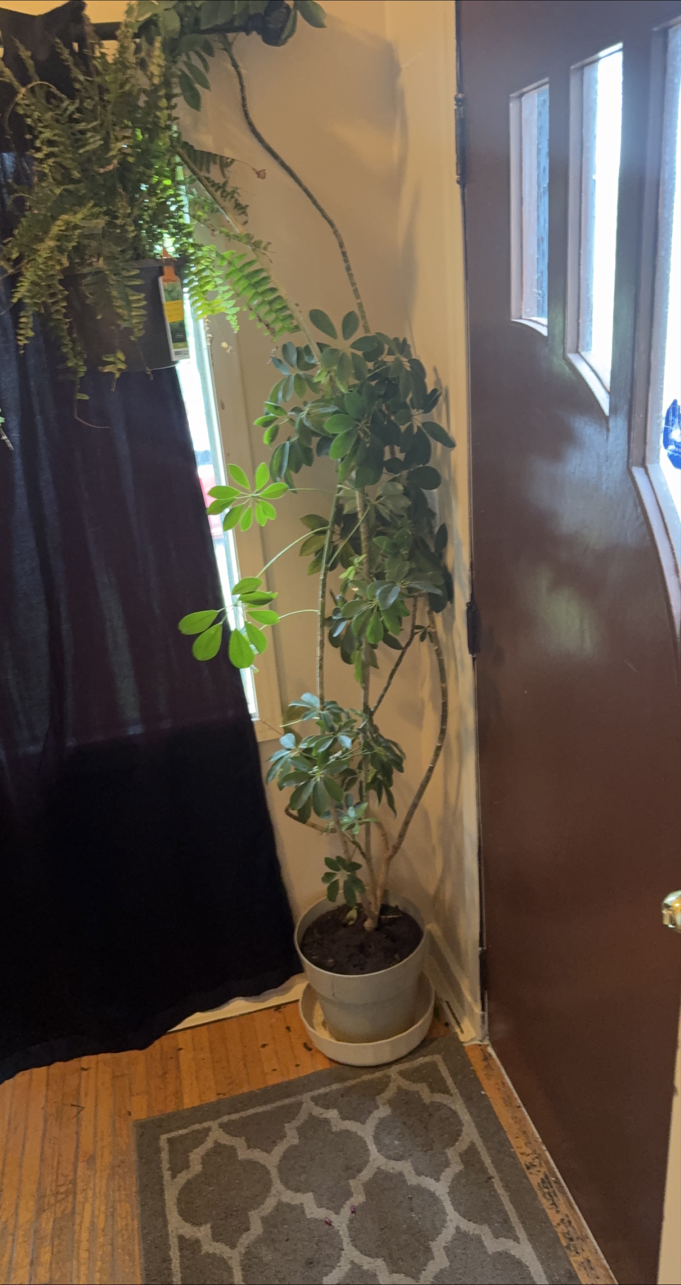 2 Potted Schefflera Plant both are over 7 feet tall thumbnail