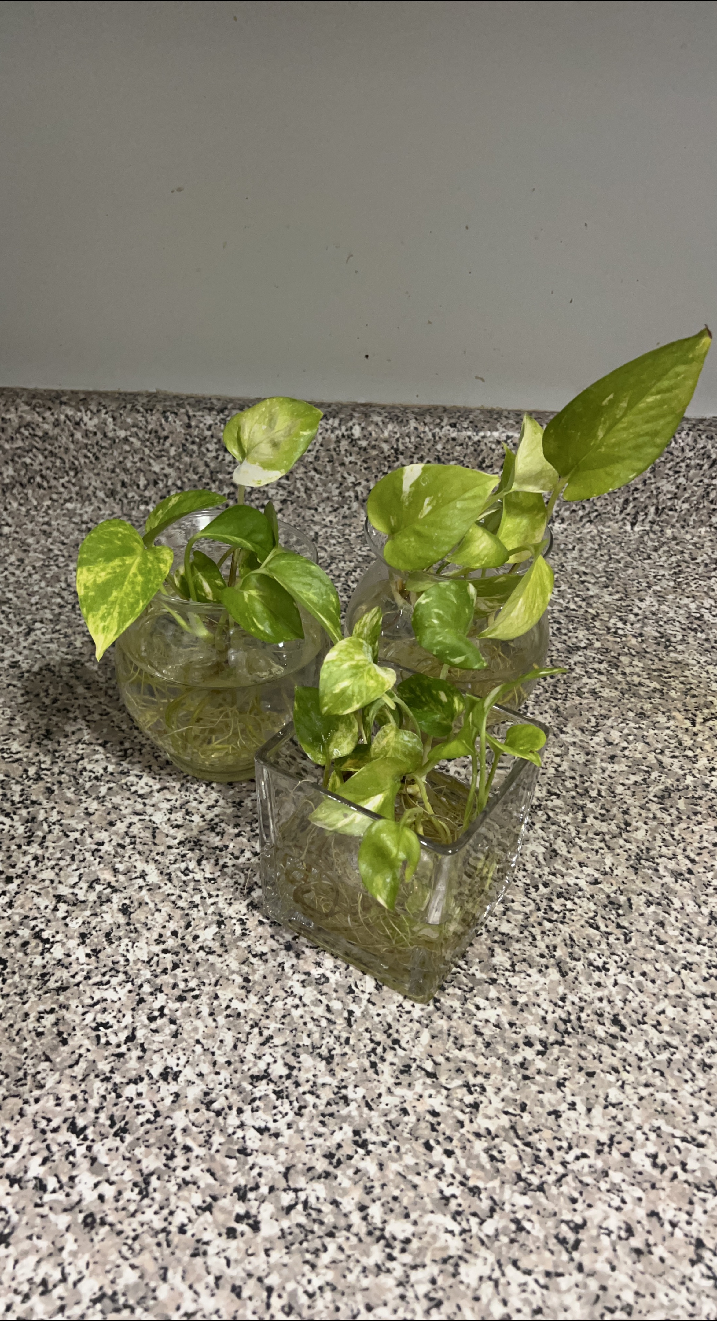 Pothos Plant Cuttings in  3 Glass Vase #freecycle thumbnail
