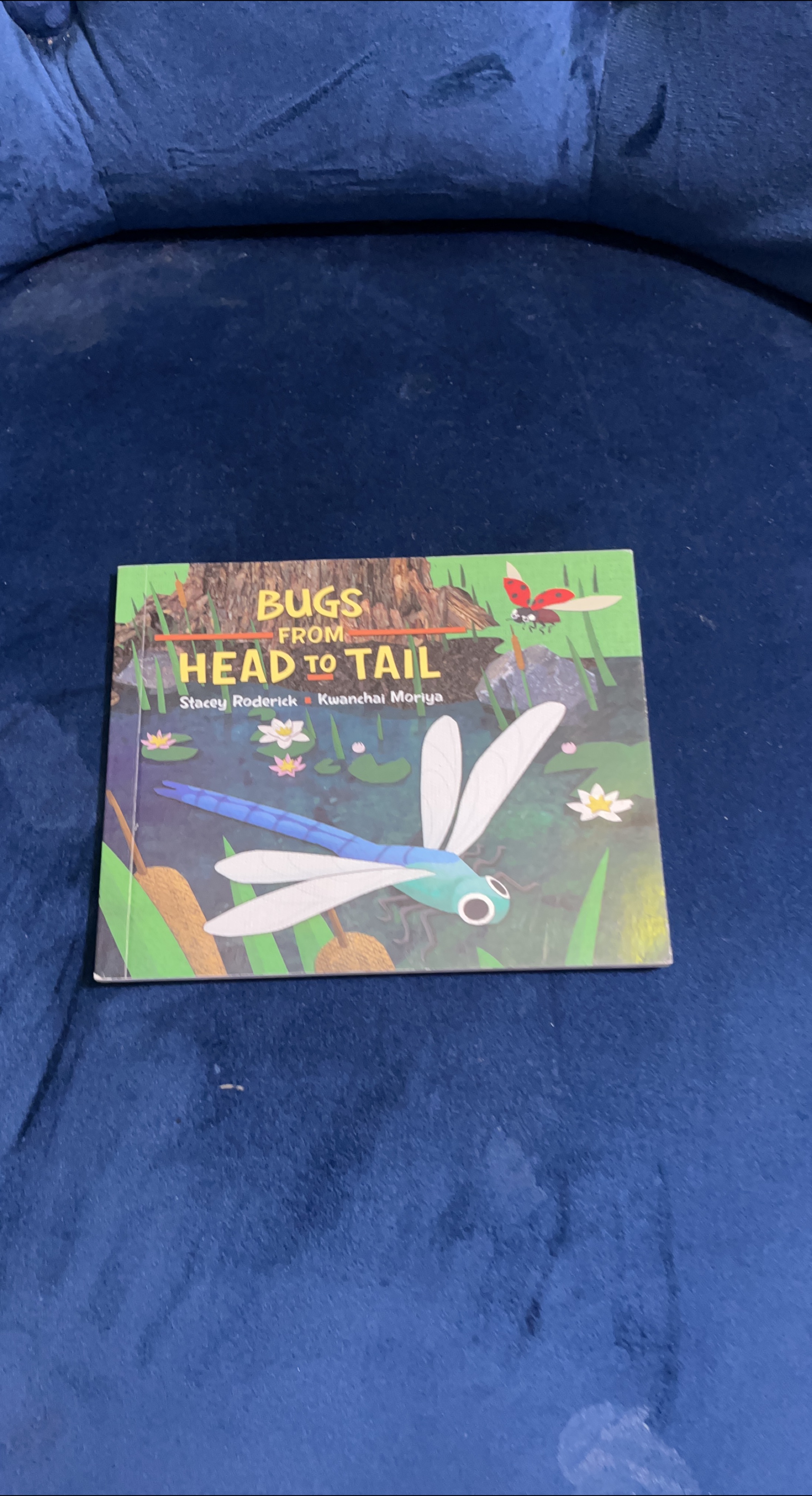Bugs From Head To Tail by Stacey Roderick thumbnail