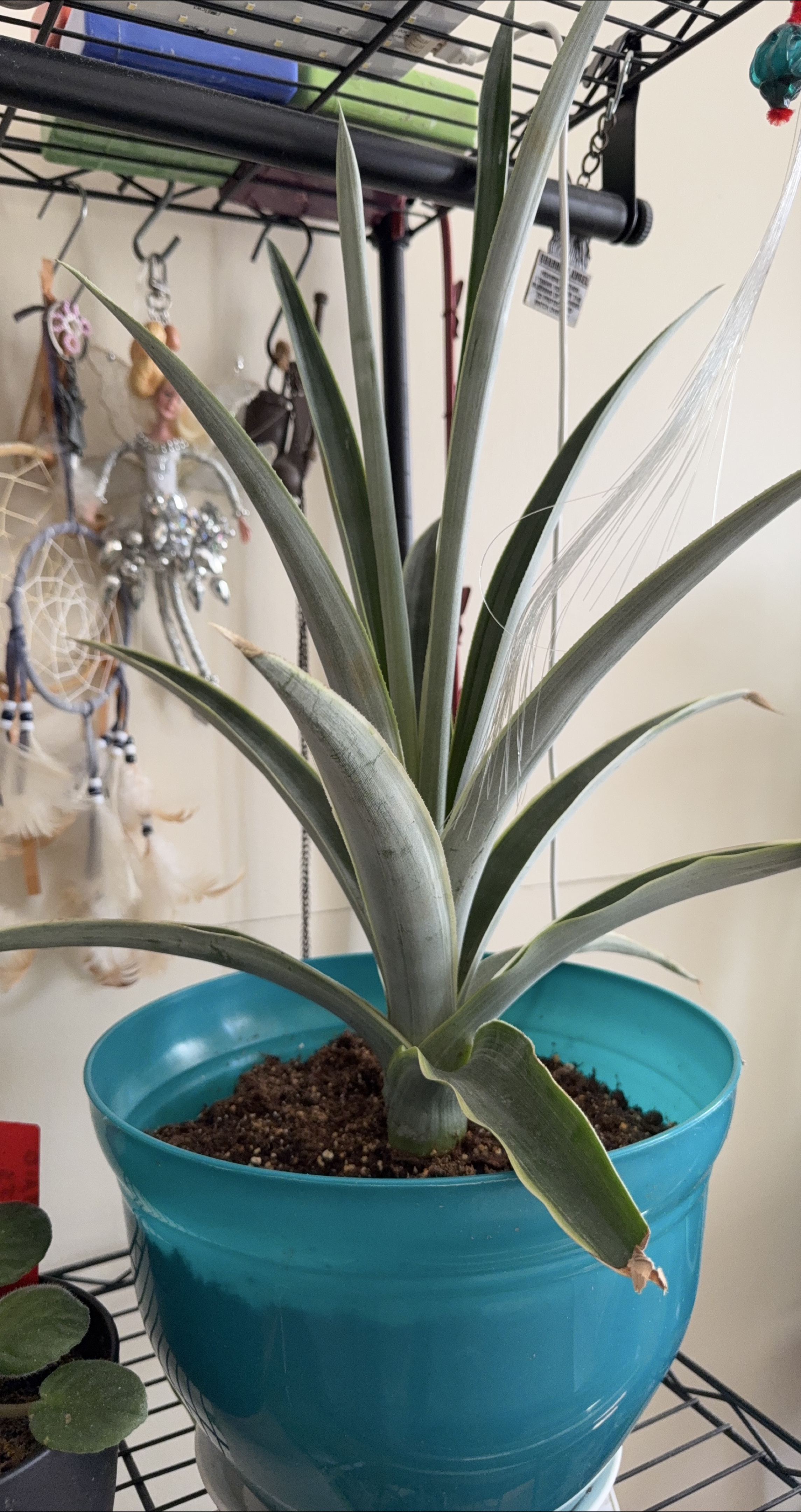 Potted Pineapple Plant thumbnail