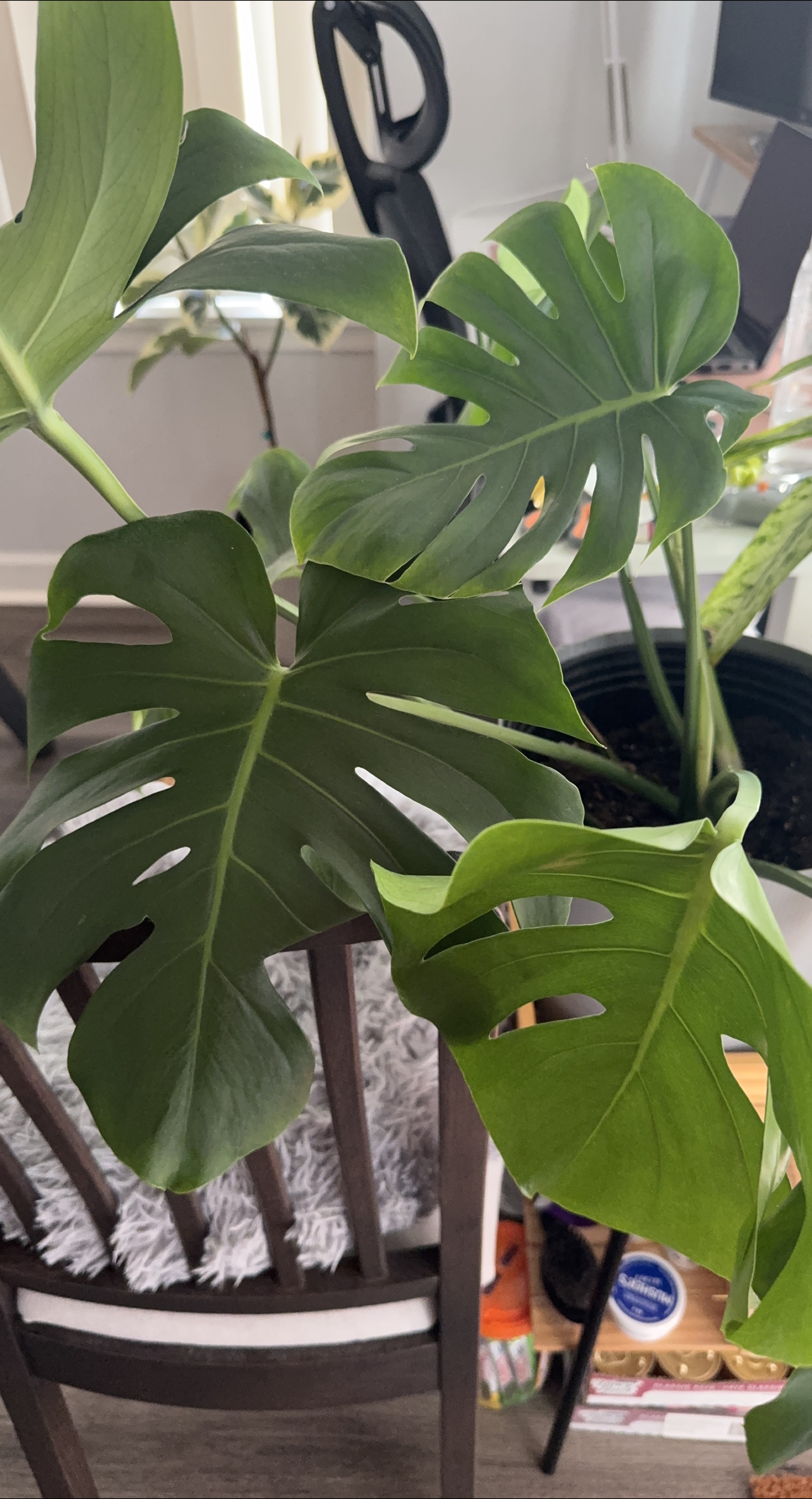 Monstera Deliciosa Plant thumbnail