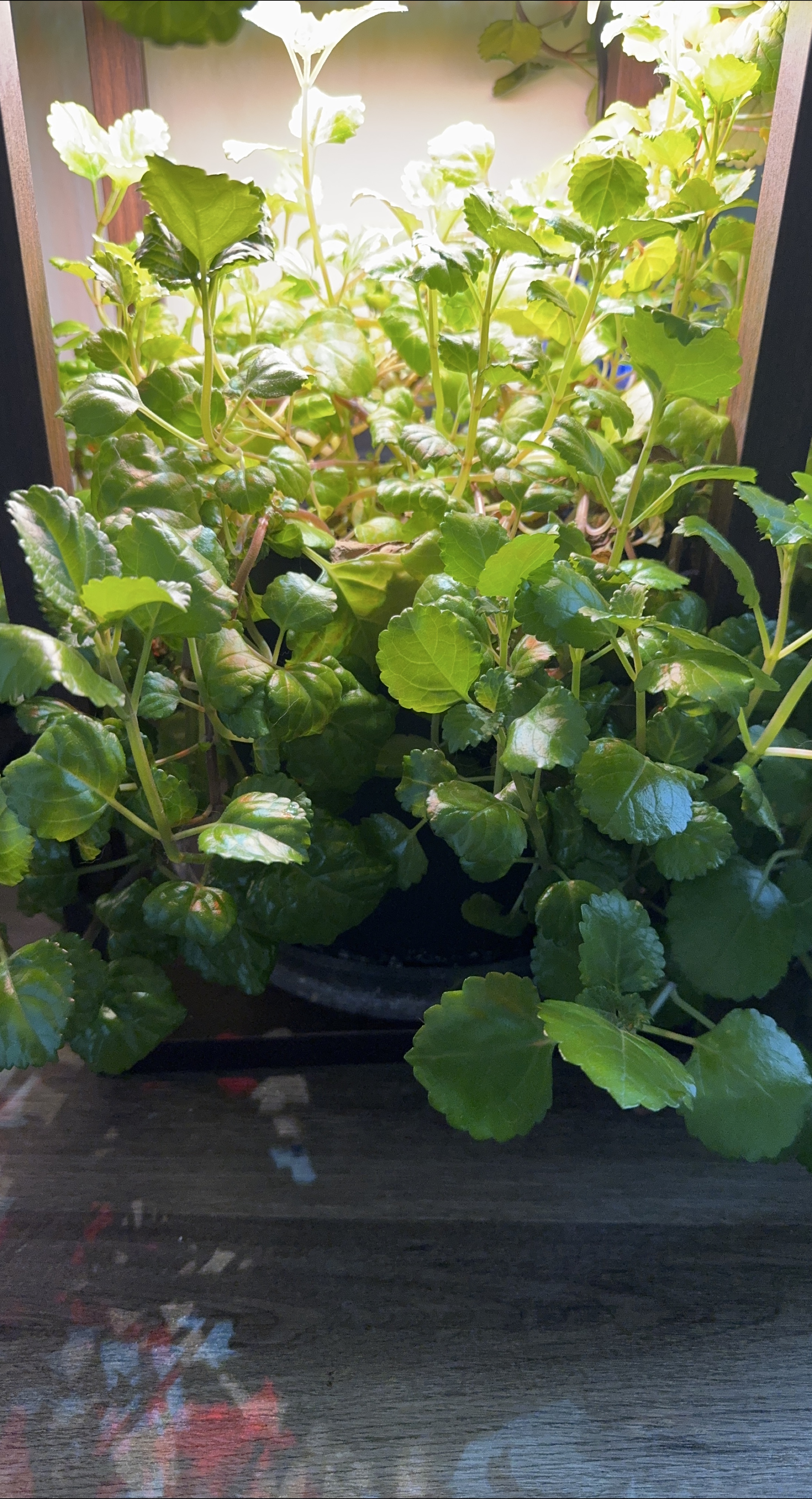 Swedish Ivy Plant thumbnail