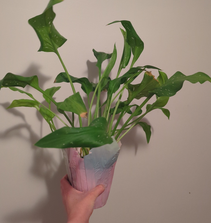 Calla Lily Plant 💚 thumbnail