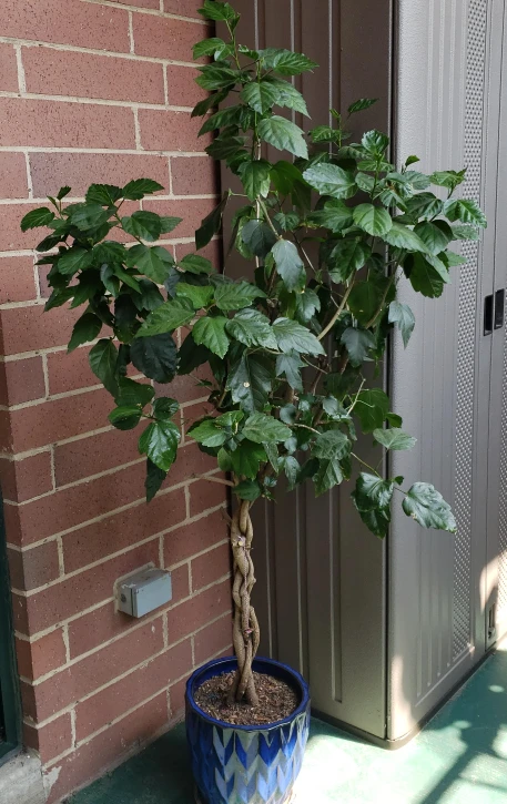 Potted Braided Red Hibiscus Tree, Pot Included. thumbnail