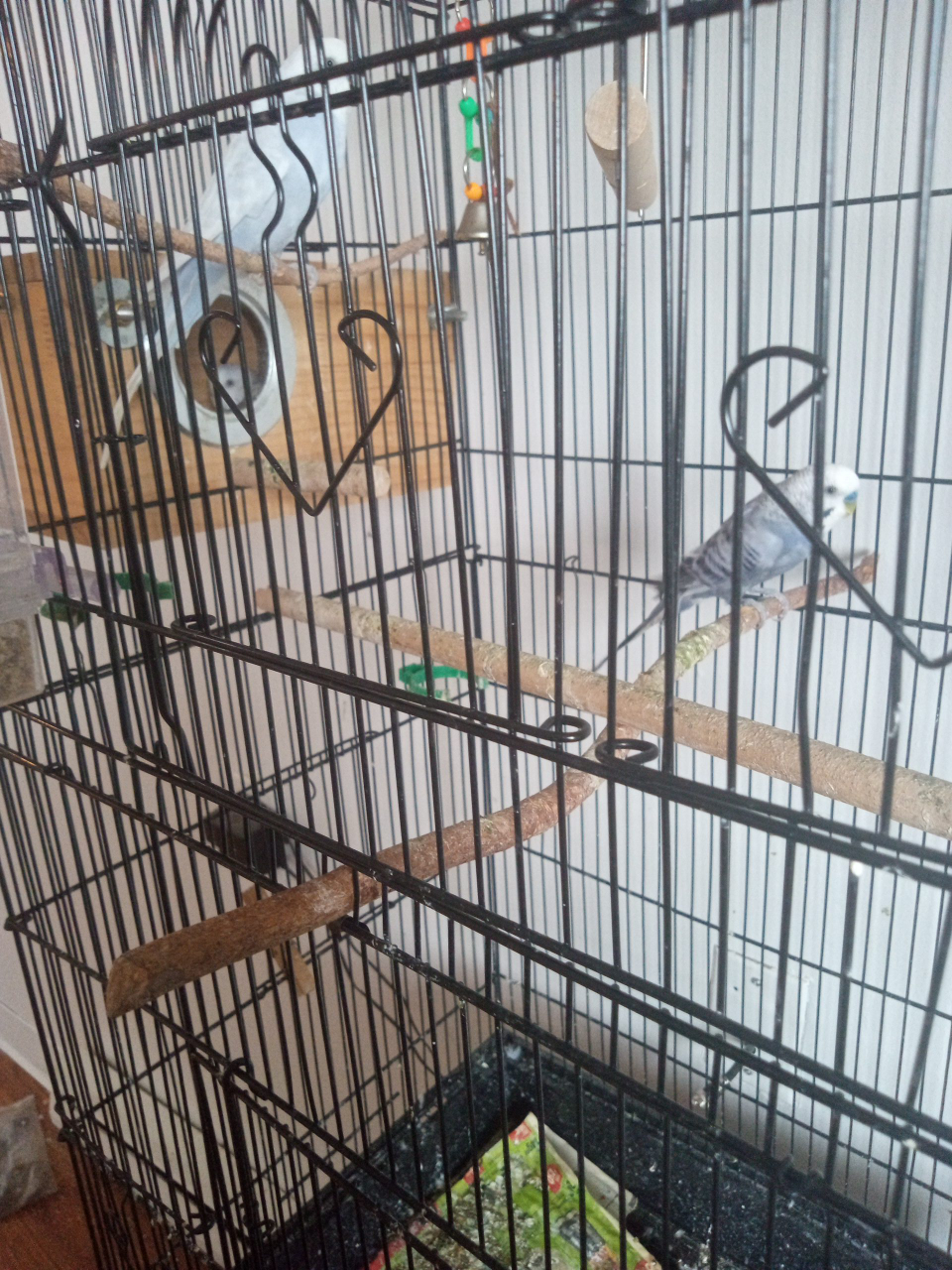 3 parakeets and large bird cage thumbnail