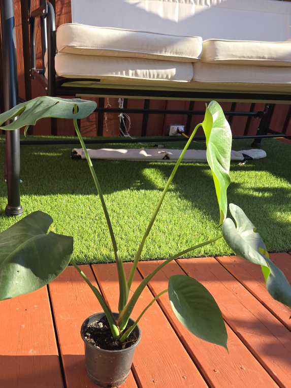 Monstera Plant thumbnail