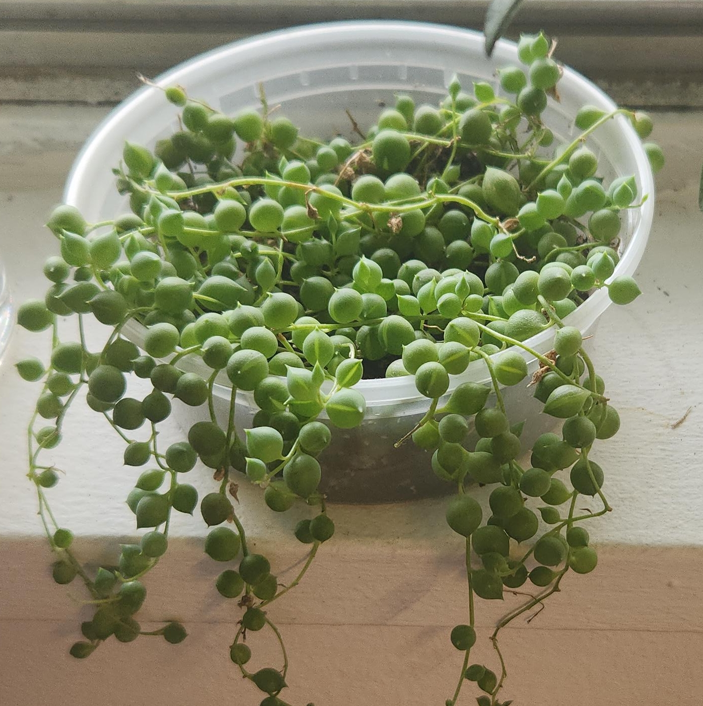 String of Pearls Plant