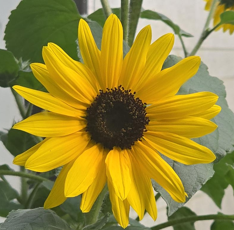 Sunflowers in a 9" Pot 🥕💚
