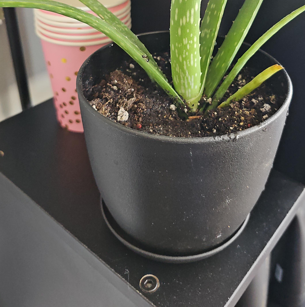 Potted Aloe Plant thumbnail