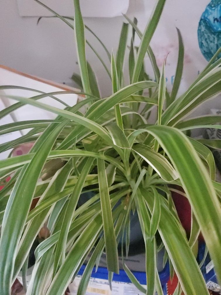 Spider plant thumbnail