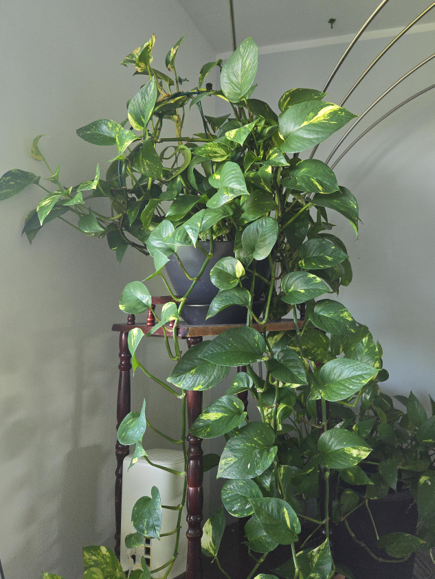 Pothos Plant thumbnail