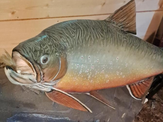 Mounted Fish thumbnail