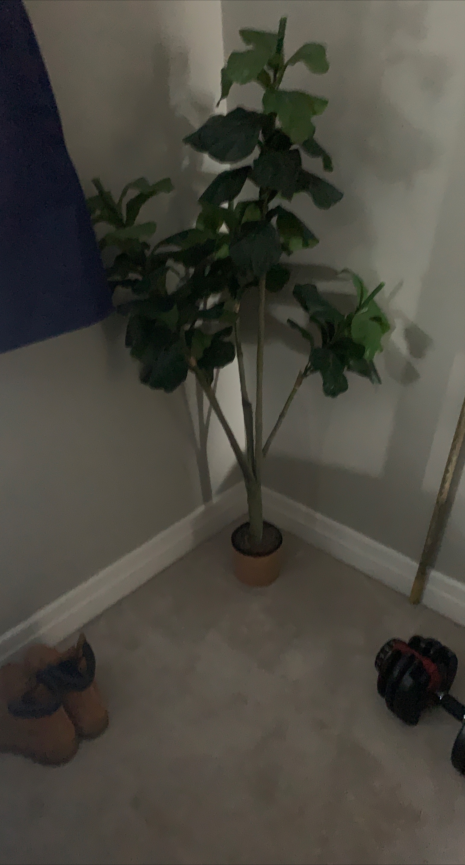 Fiddle Leaf Fig Tree thumbnail