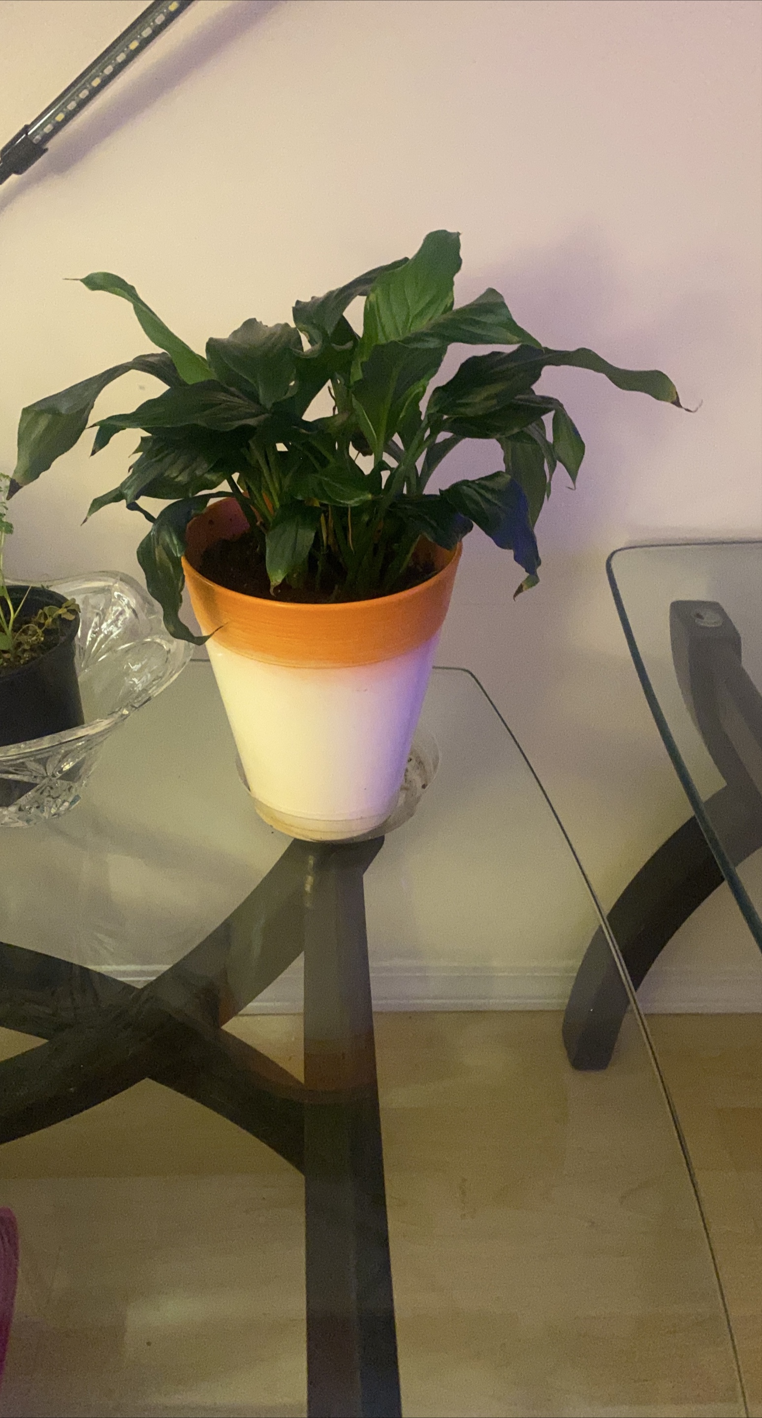 Peace Lily Plant thumbnail
