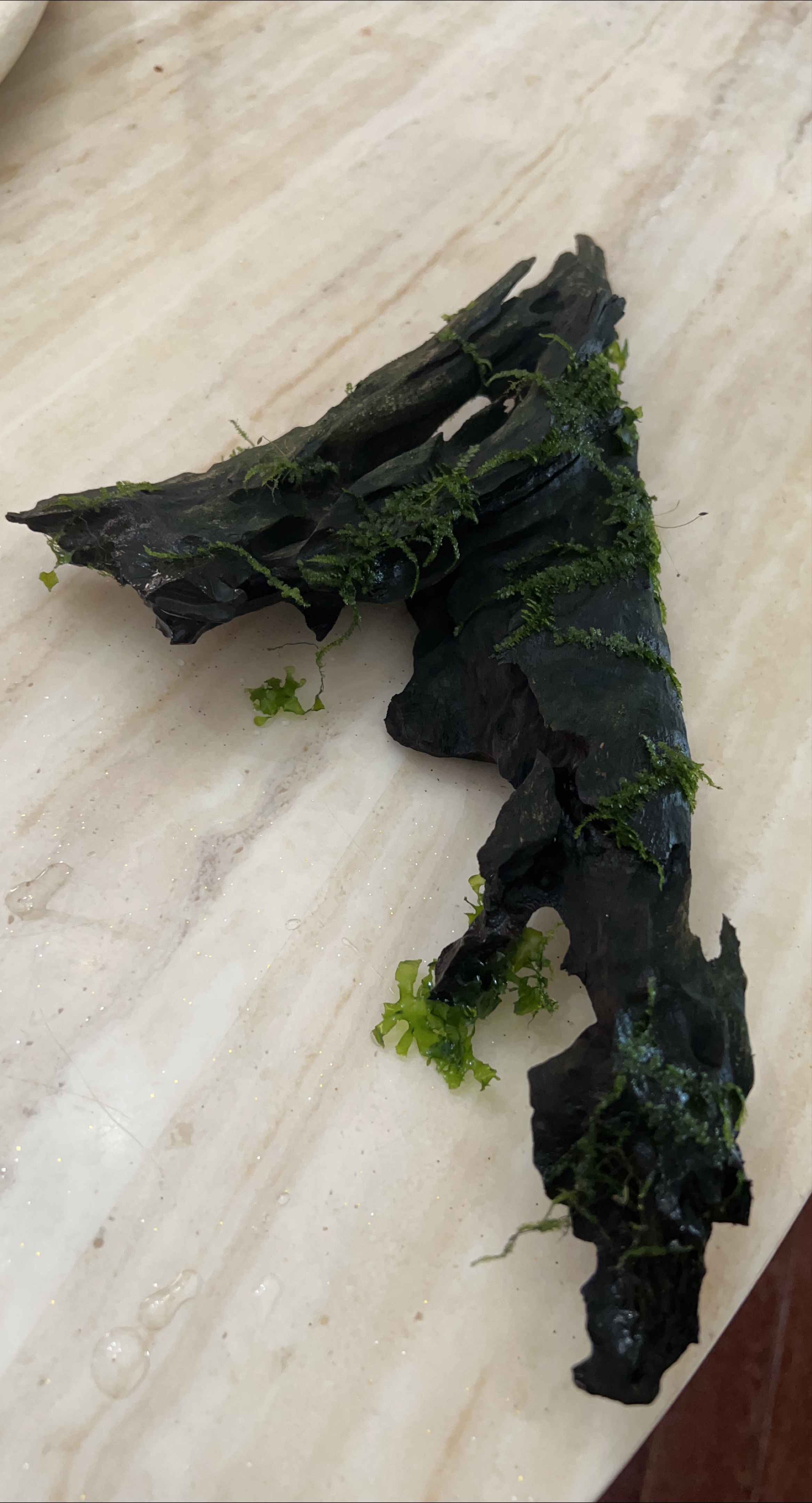 Driftwood with Moss thumbnail