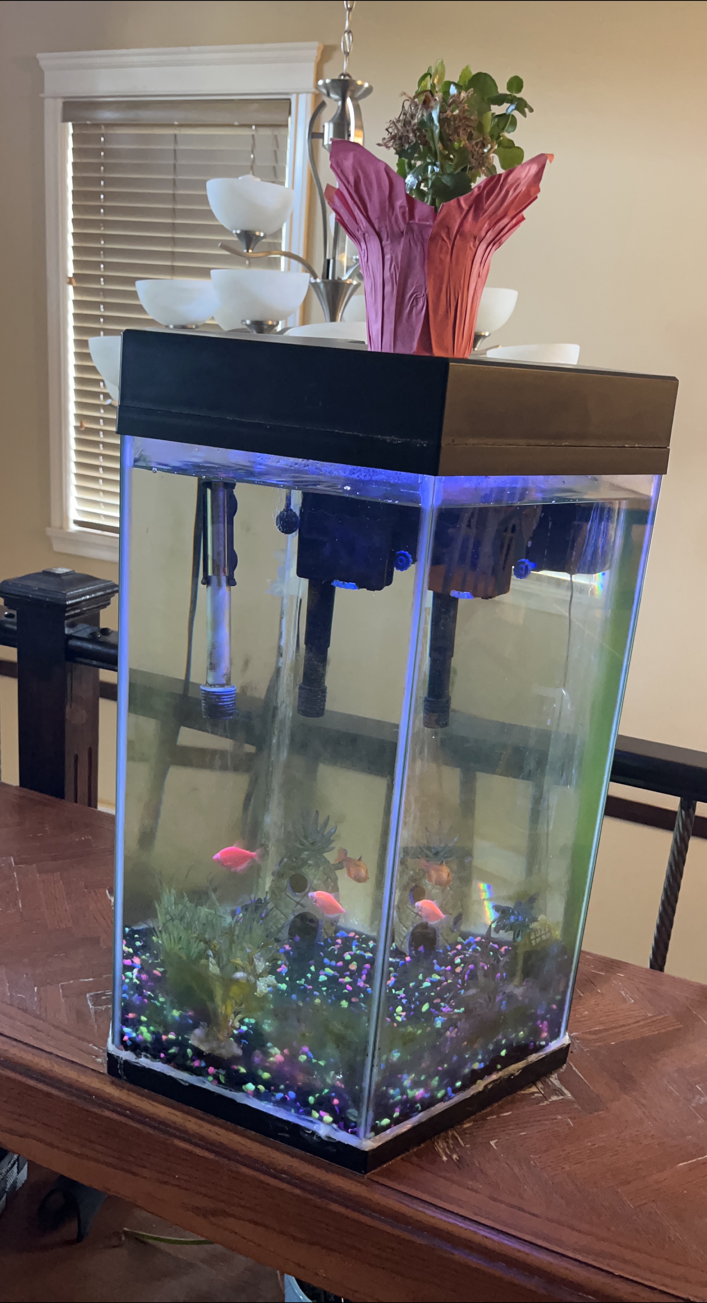 Fish Tank with Accessories