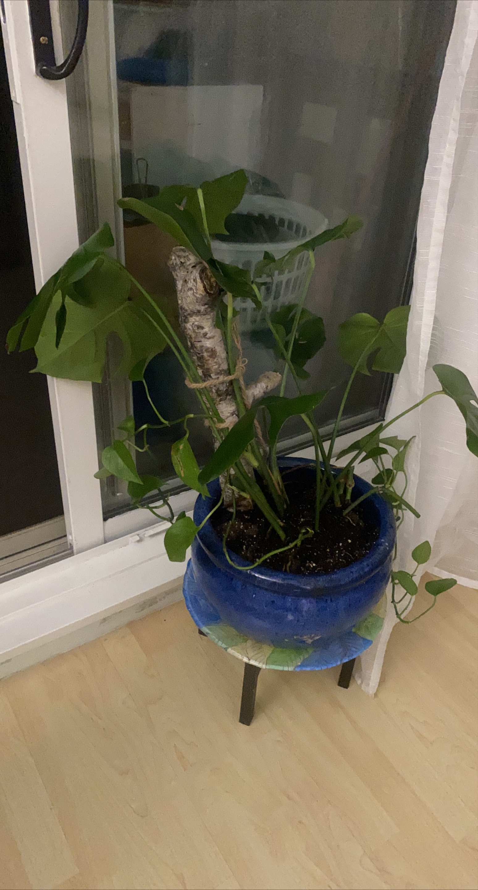 Monstera Plant in Blue Pot thumbnail