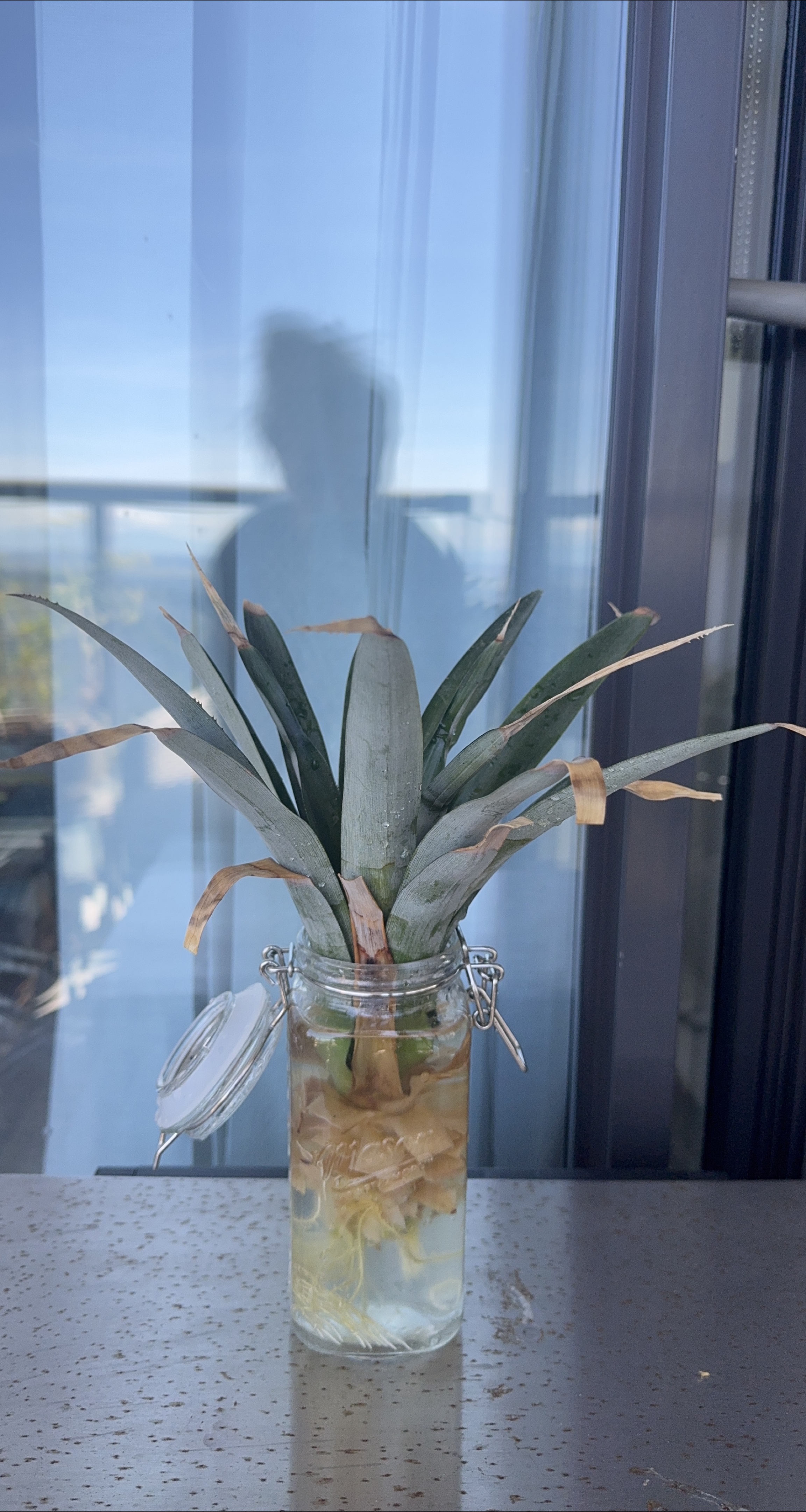 Pineapple Top in Glass Jar thumbnail