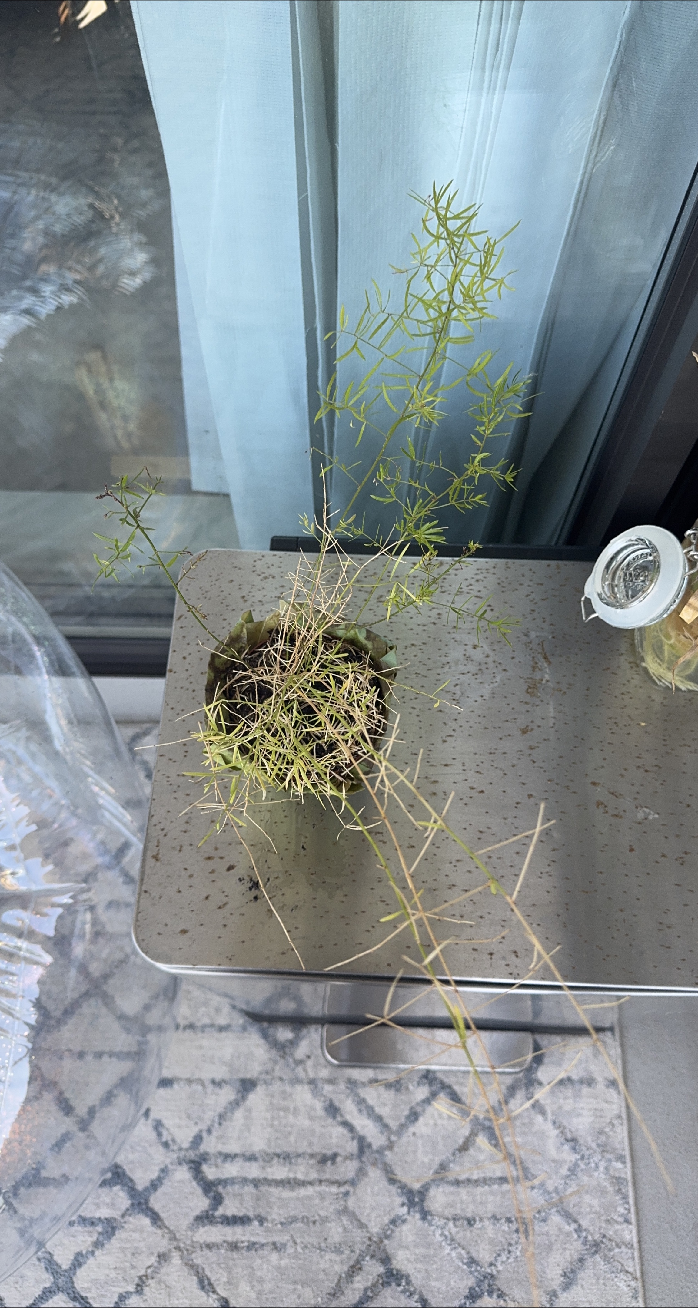 Potted Asparagus Fern thumbnail