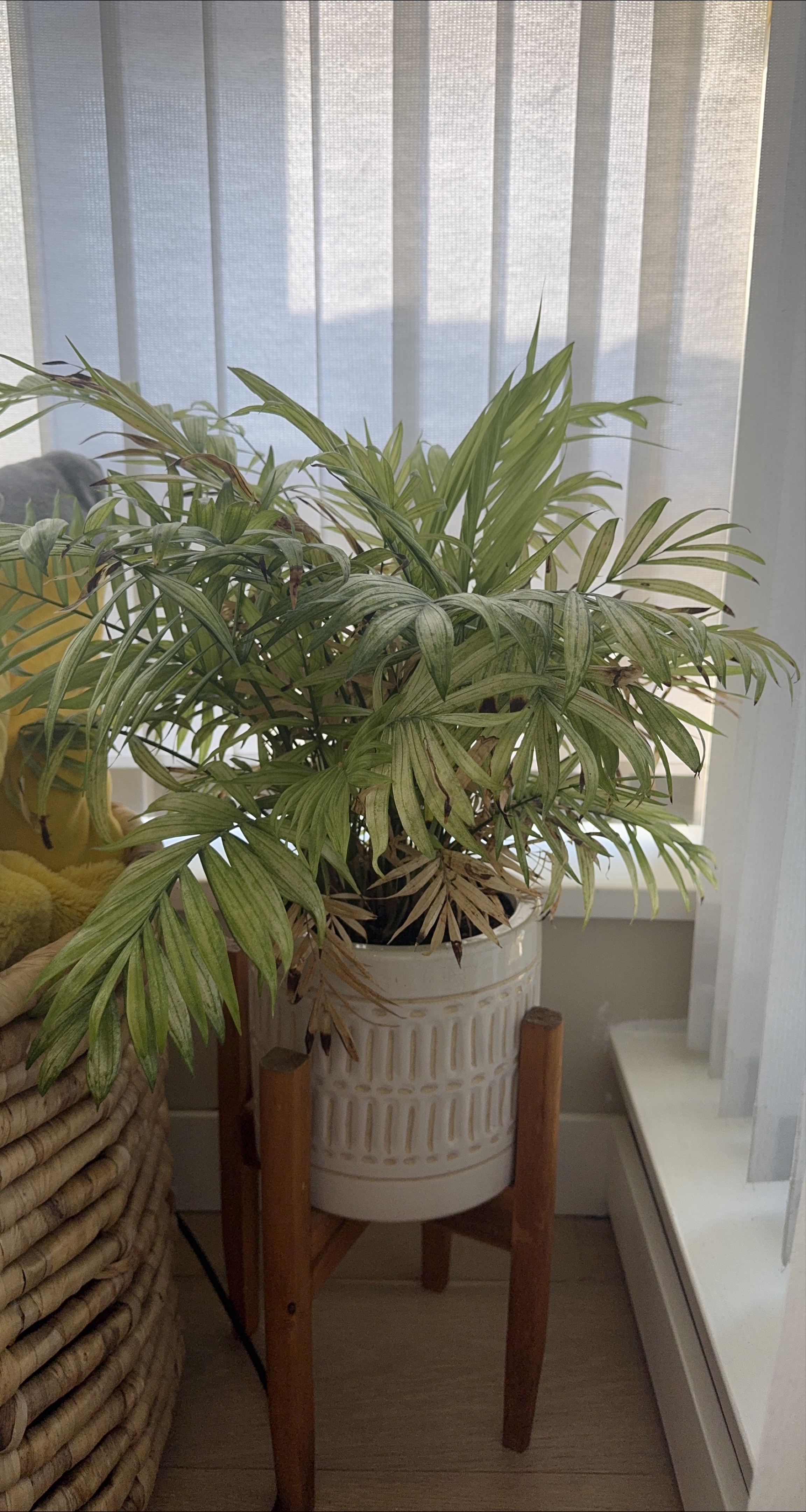 Potted Parlor Palm Plant with Stand thumbnail