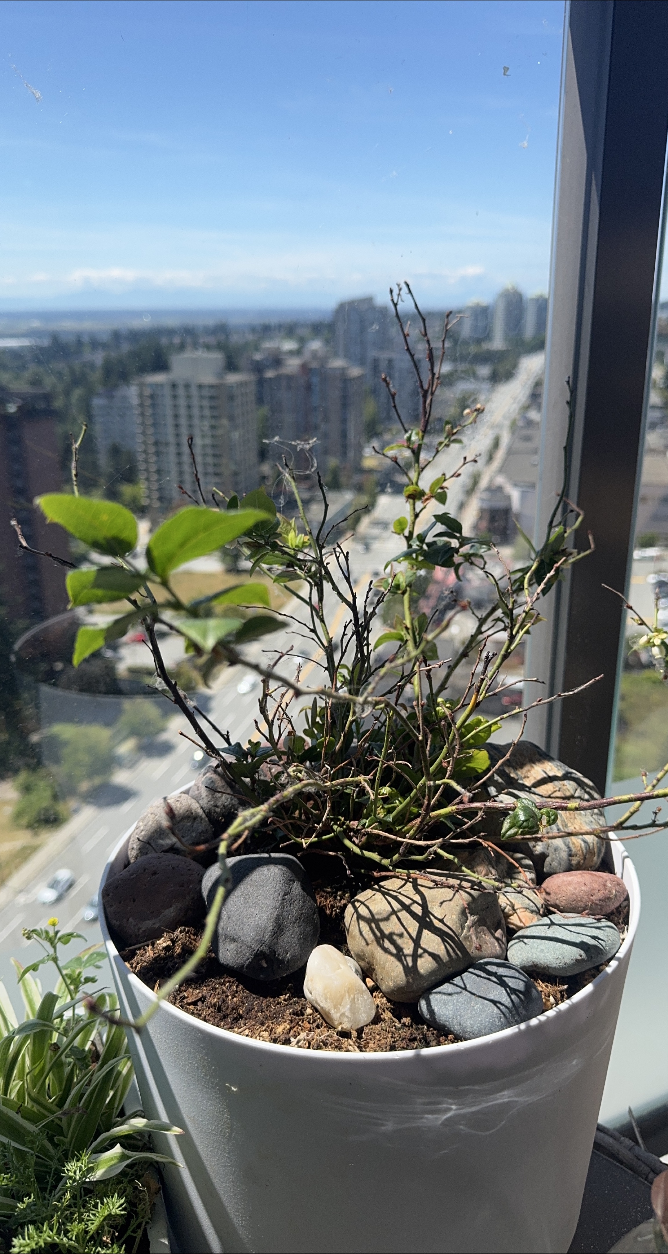 Potted Blueberry Plant thumbnail