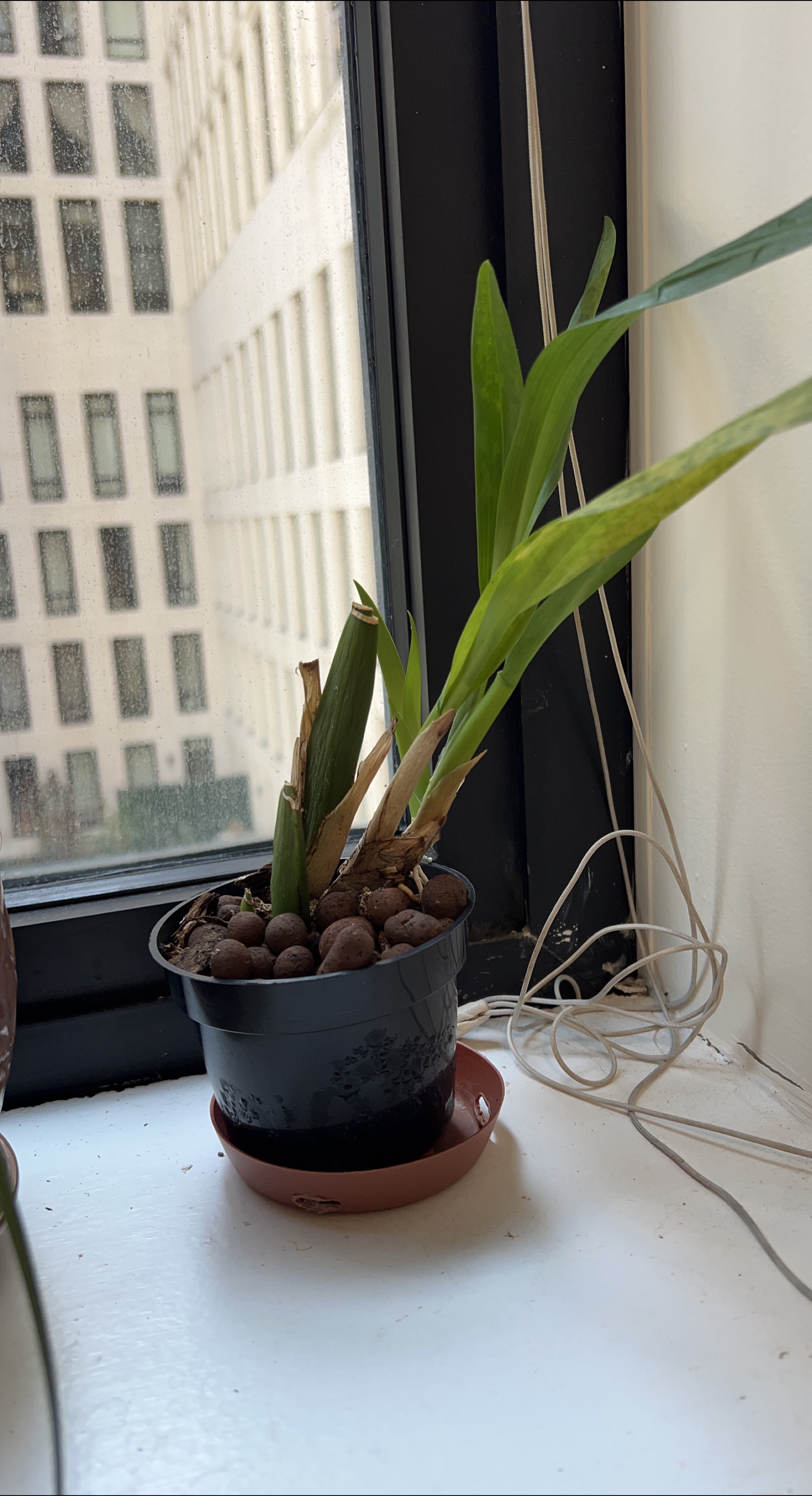 🧡 Potted Orchid Plant thumbnail