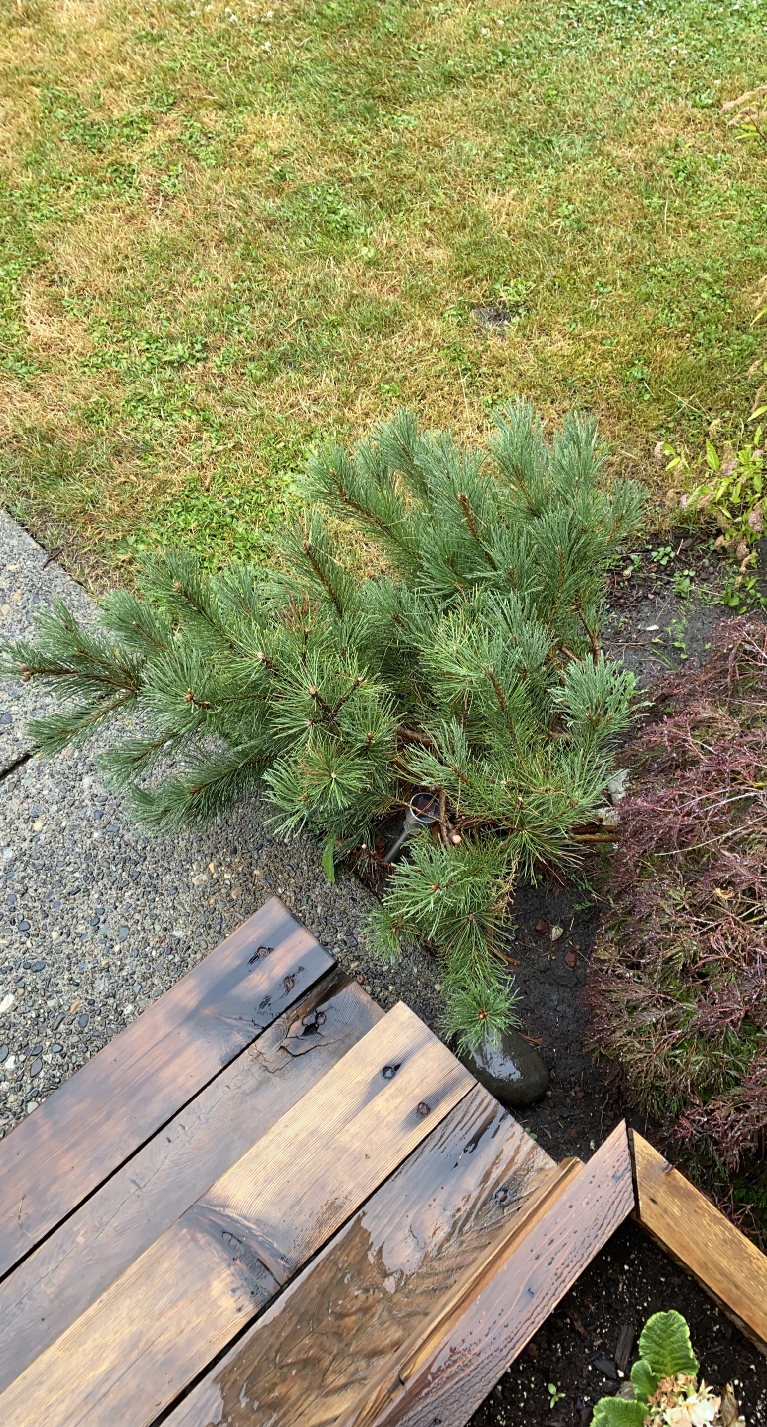 Dwarf Scots Pine Tree thumbnail