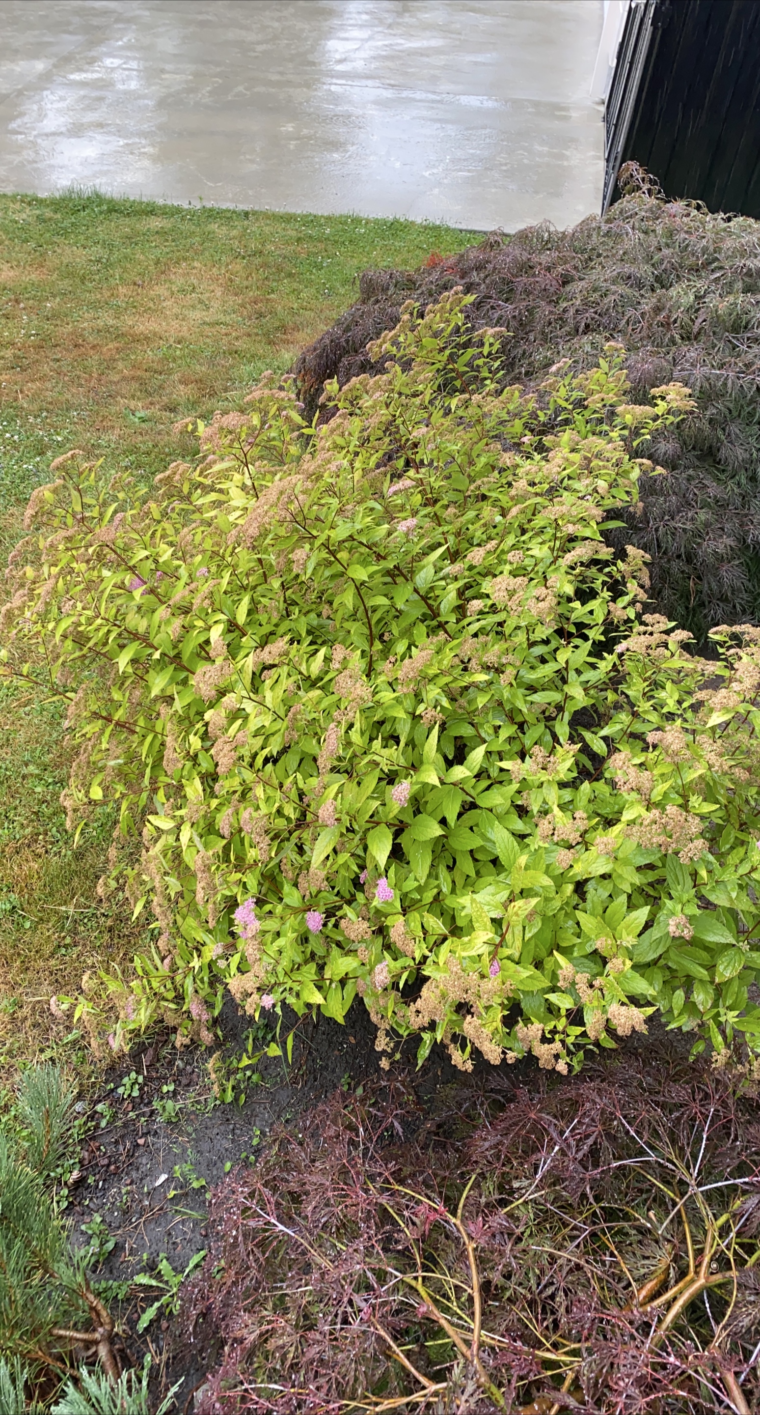 Spirea shrub thumbnail
