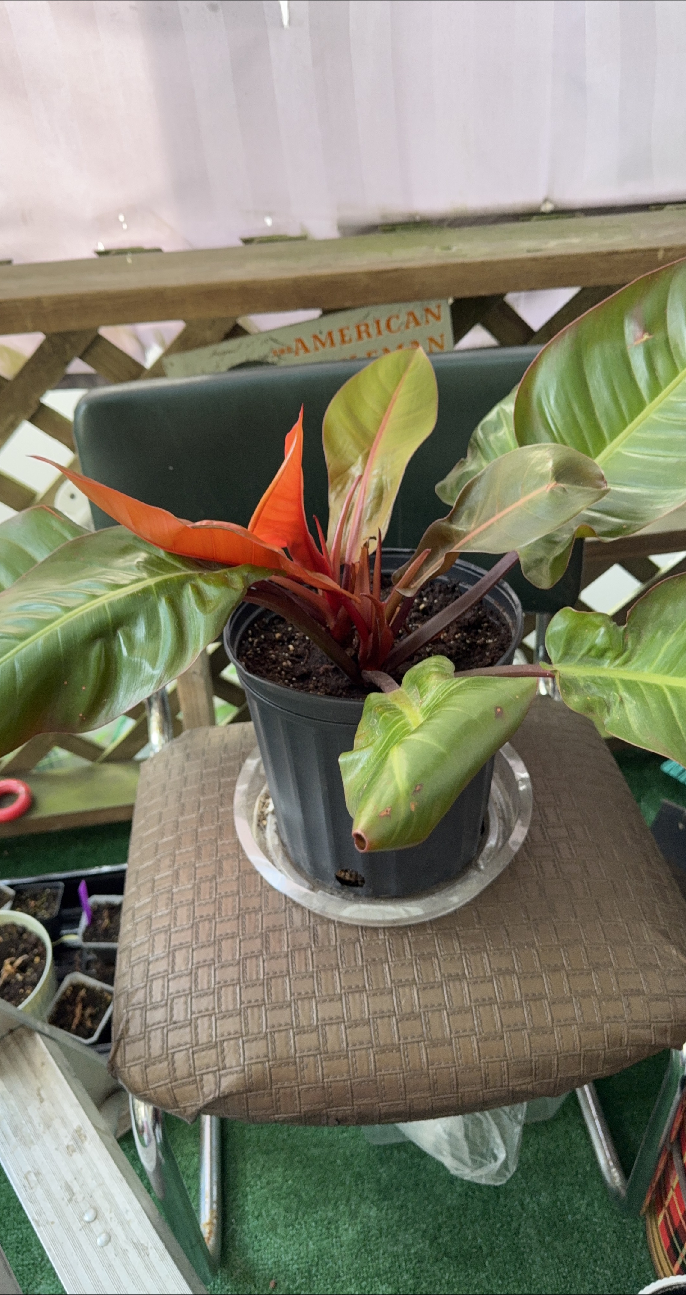 Philodendron Plant thumbnail