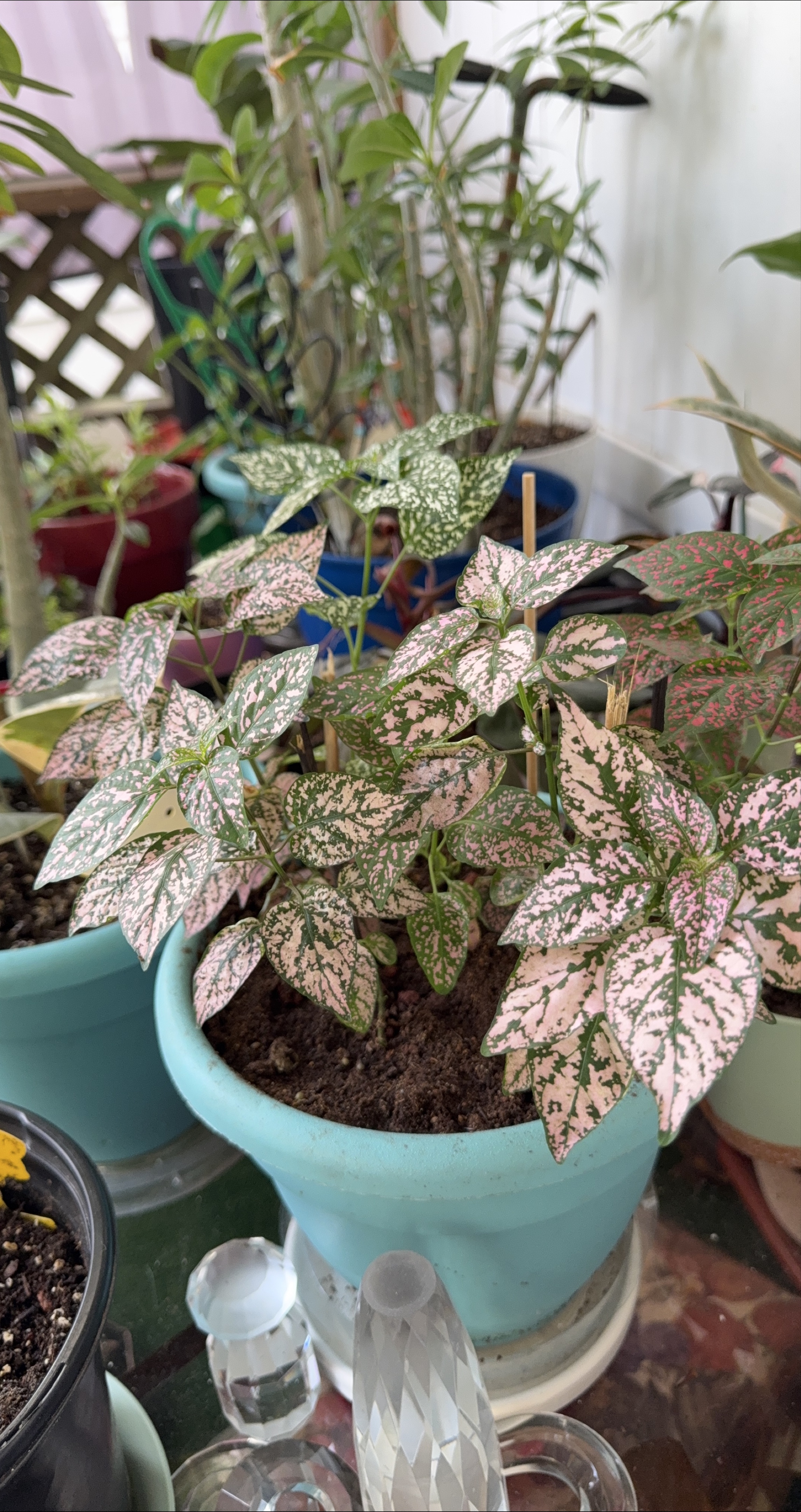 Pink Polka Dot Plant in Blue Pot thumbnail