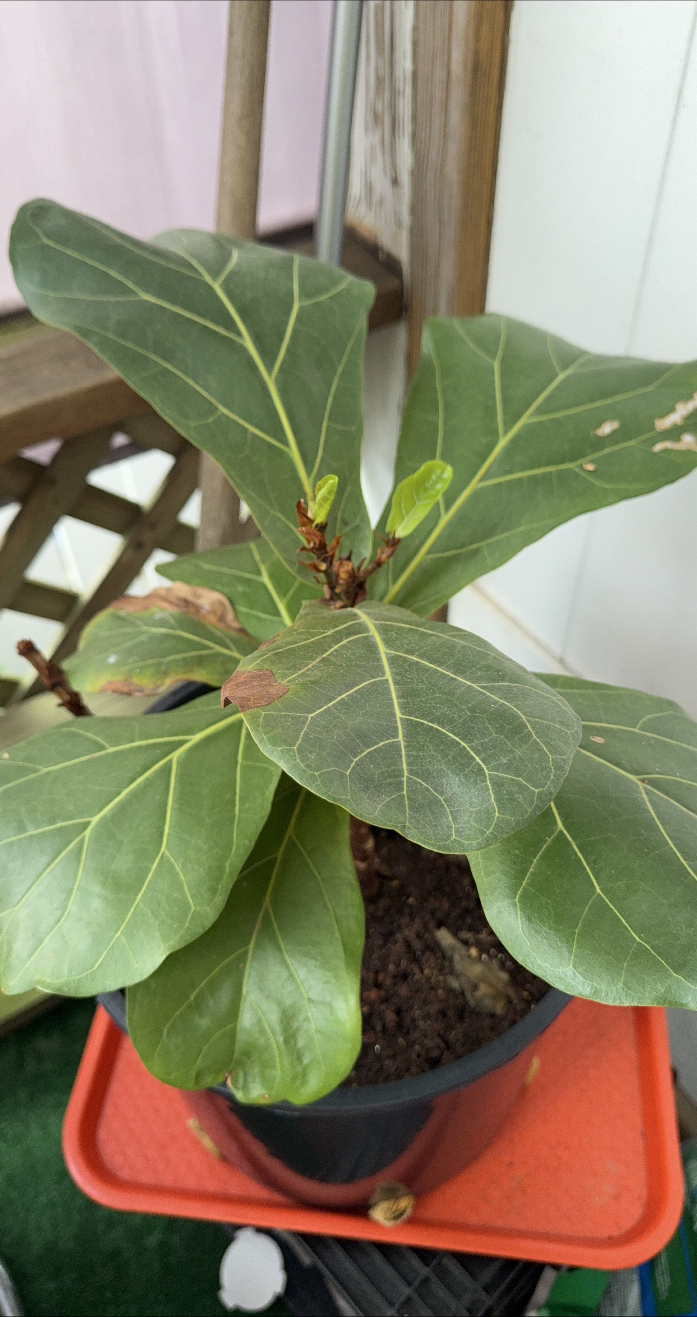 Fiddle Leaf Fig Plant thumbnail