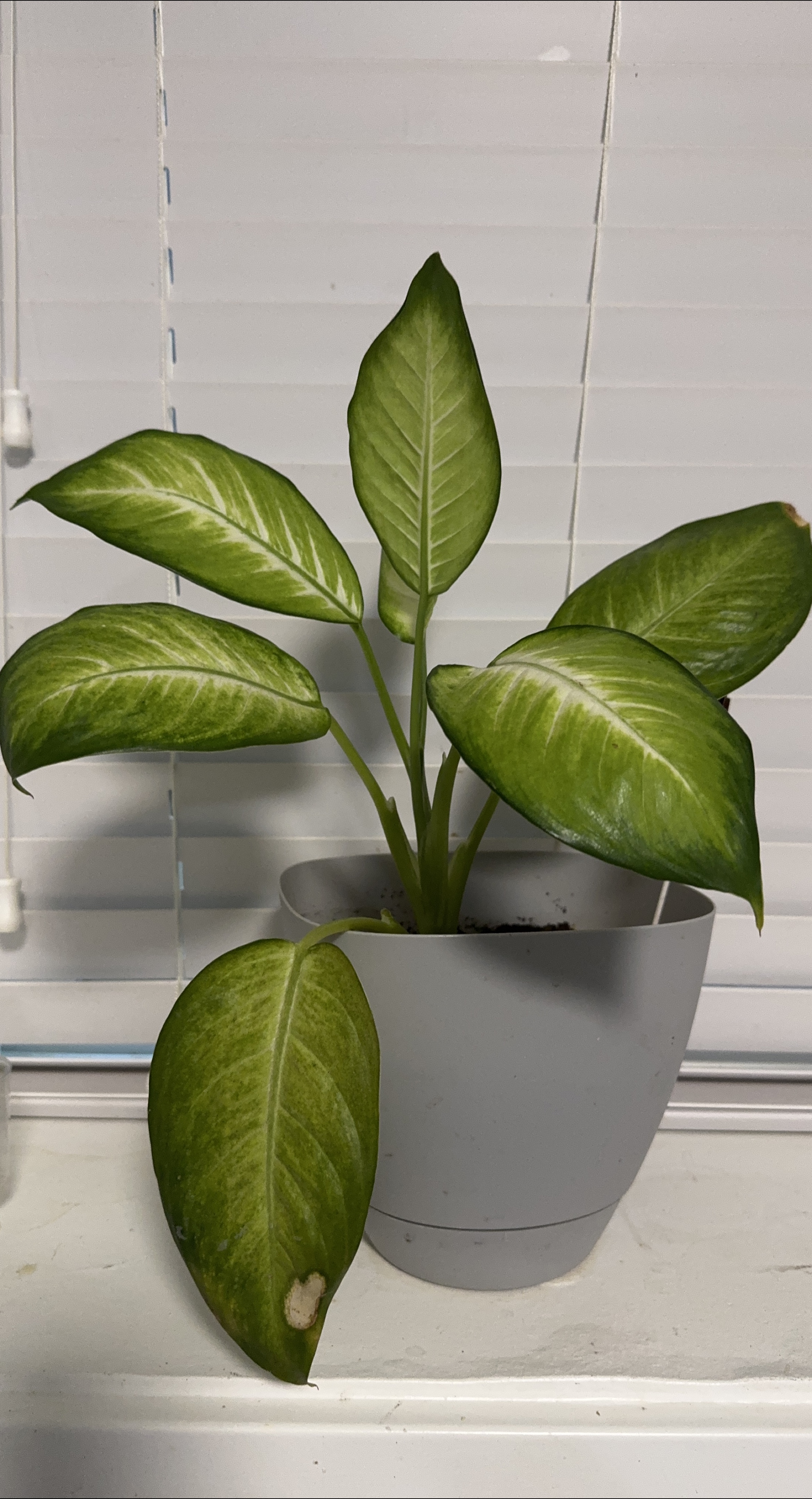 Dieffenbachia Plant thumbnail