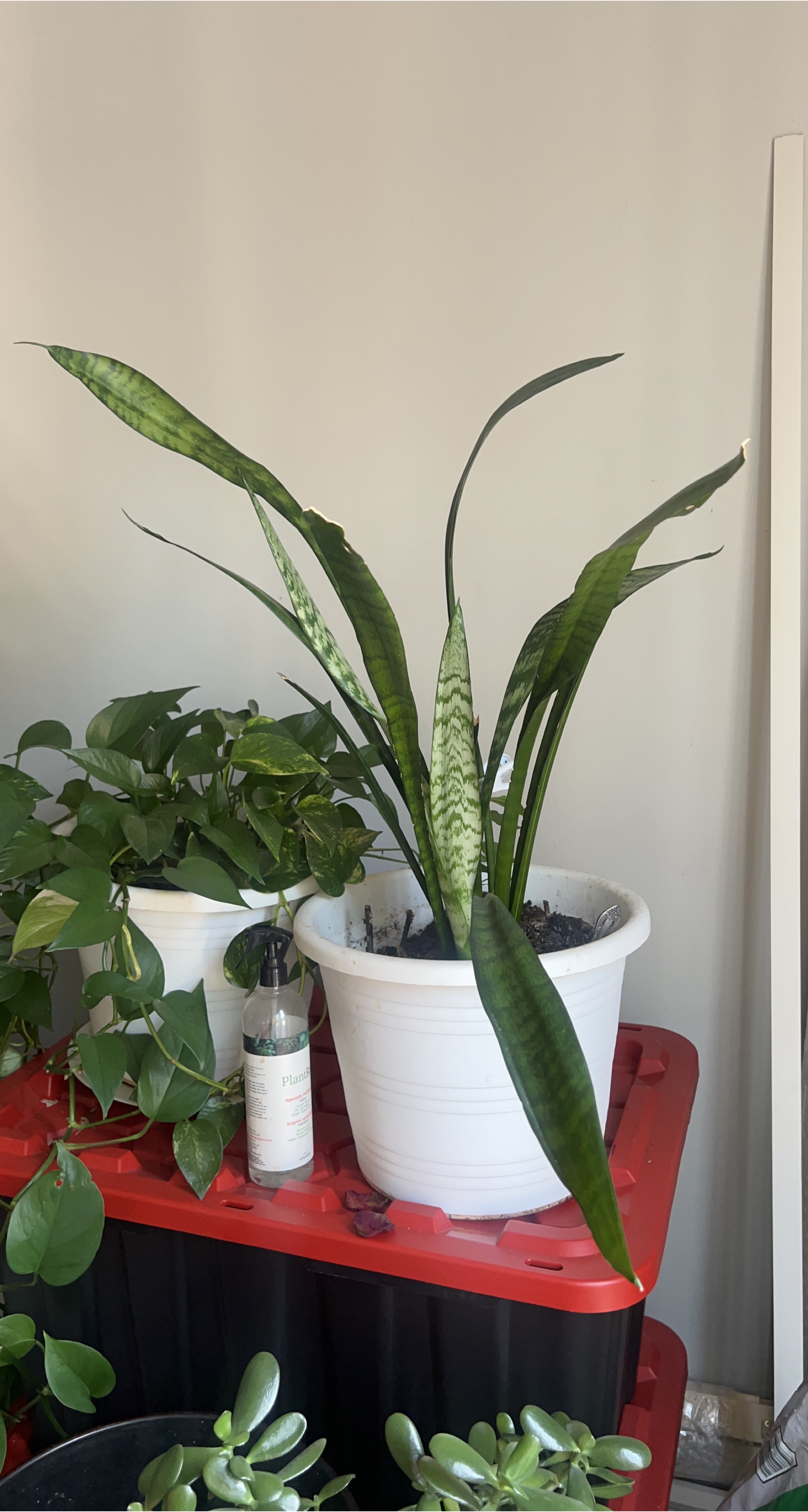 Potted Snake Plant thumbnail