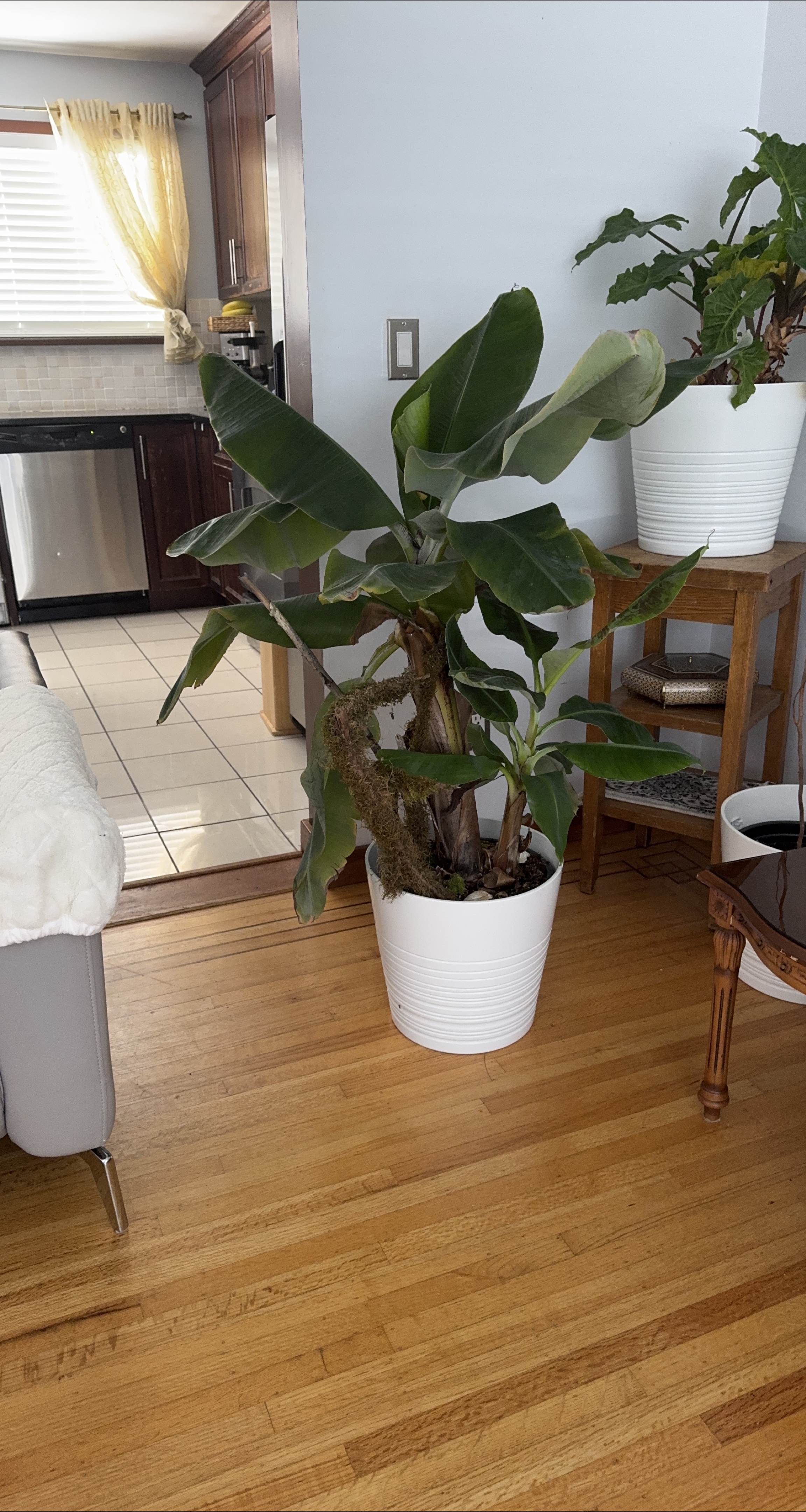 Potted Banana Plant thumbnail