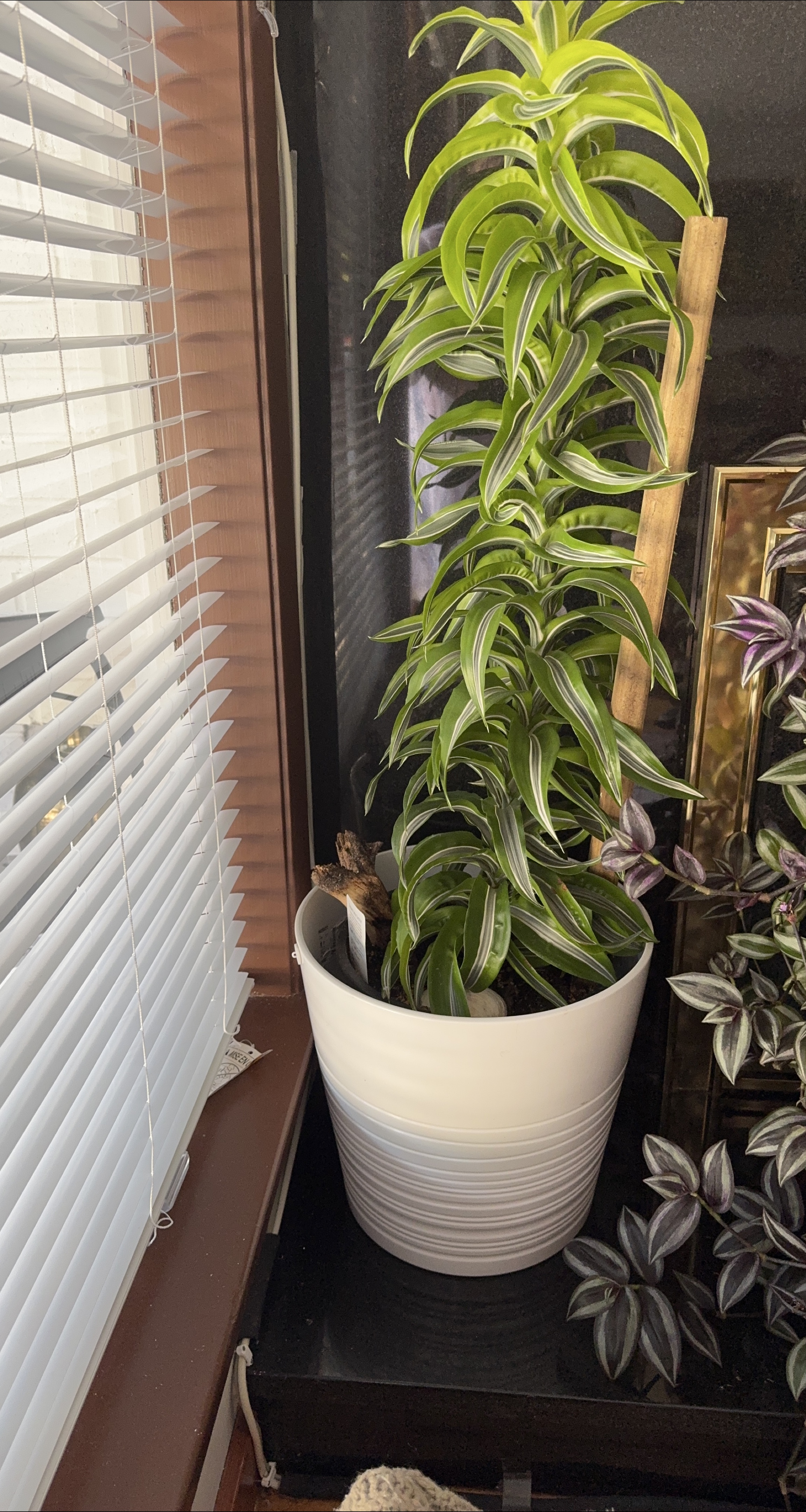 Spider Plant in White Striped Pot thumbnail