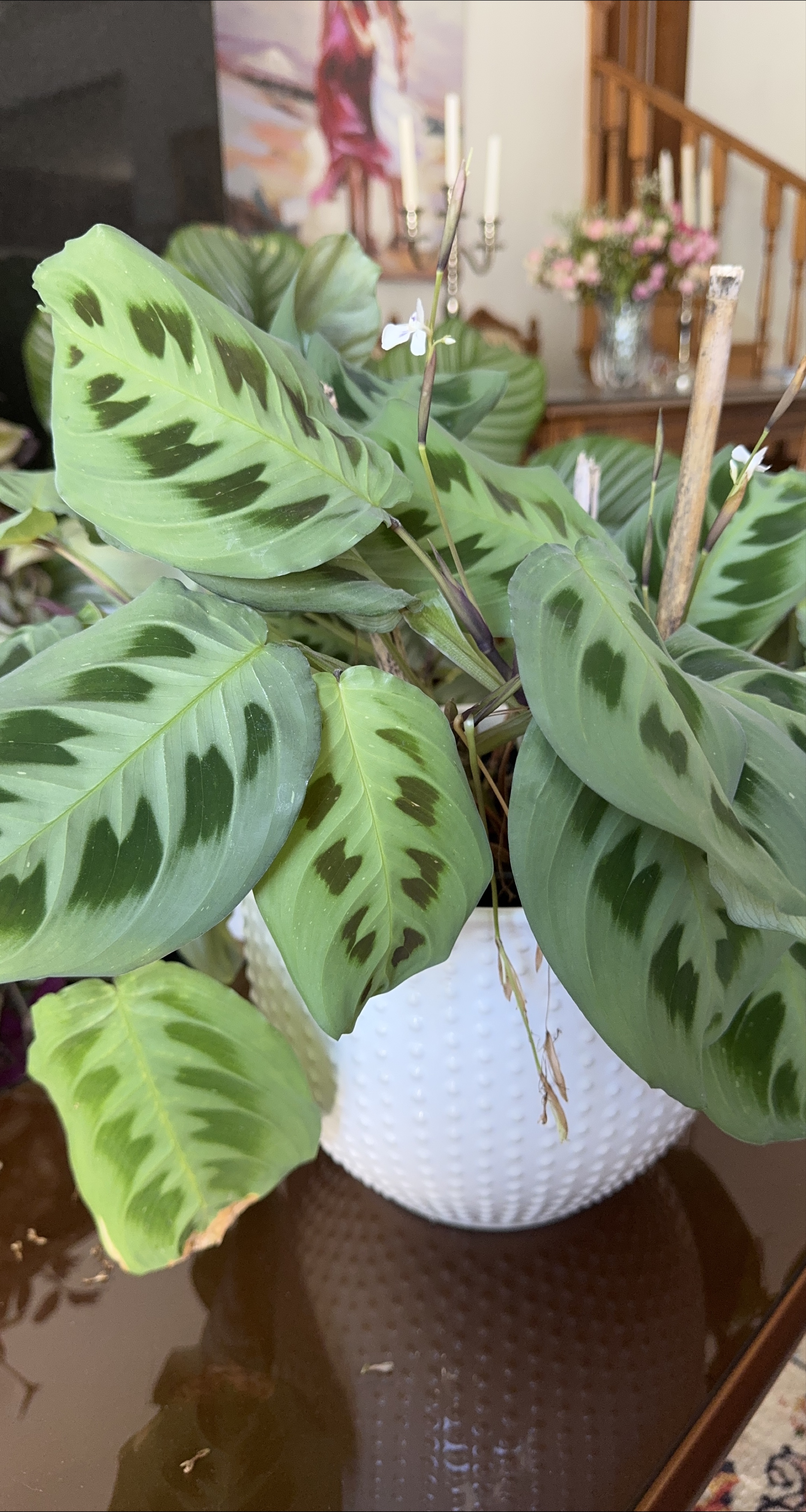 Prayer Plant in White Pot thumbnail