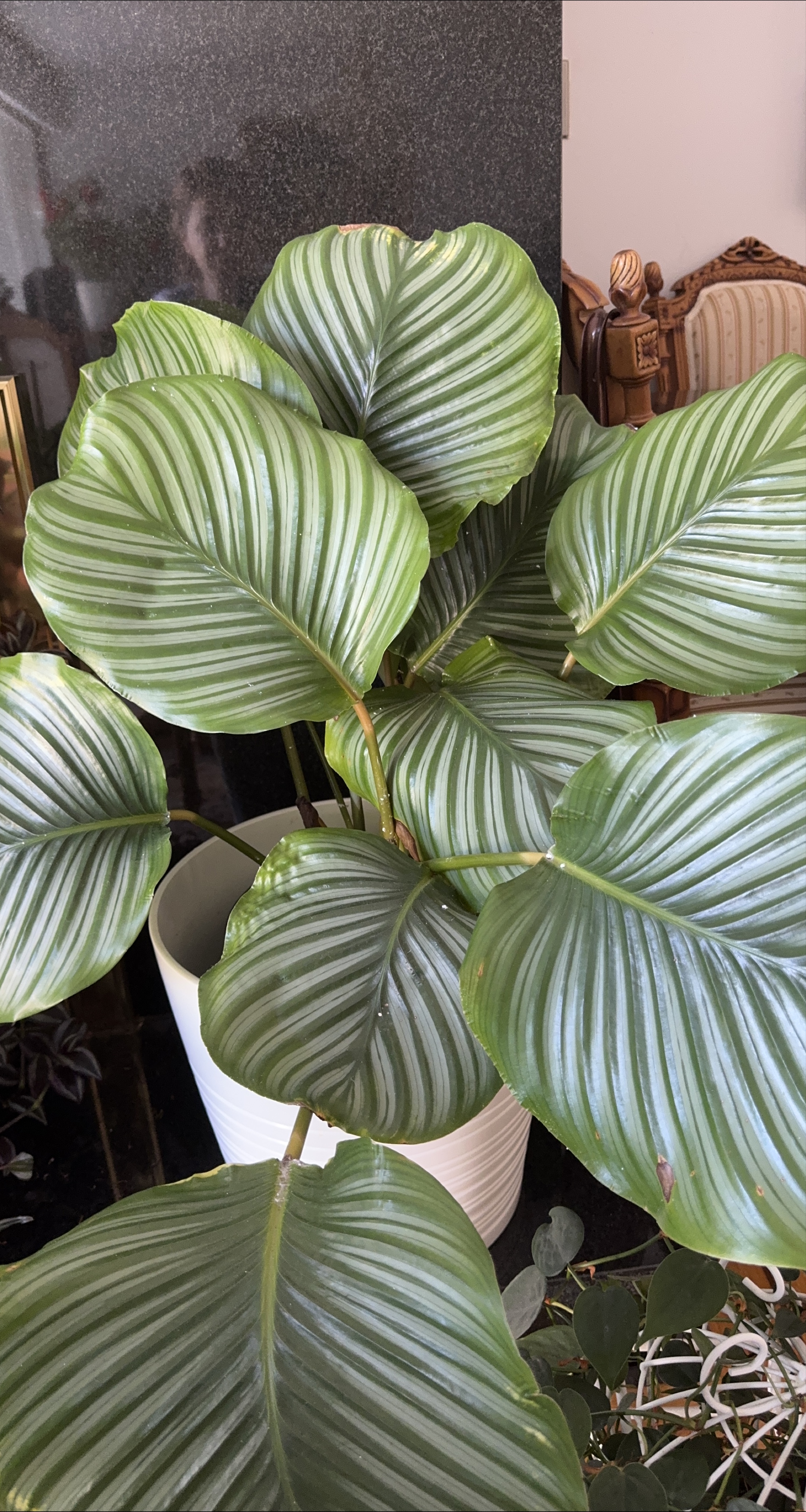 Calathea Orbifolia Plant thumbnail