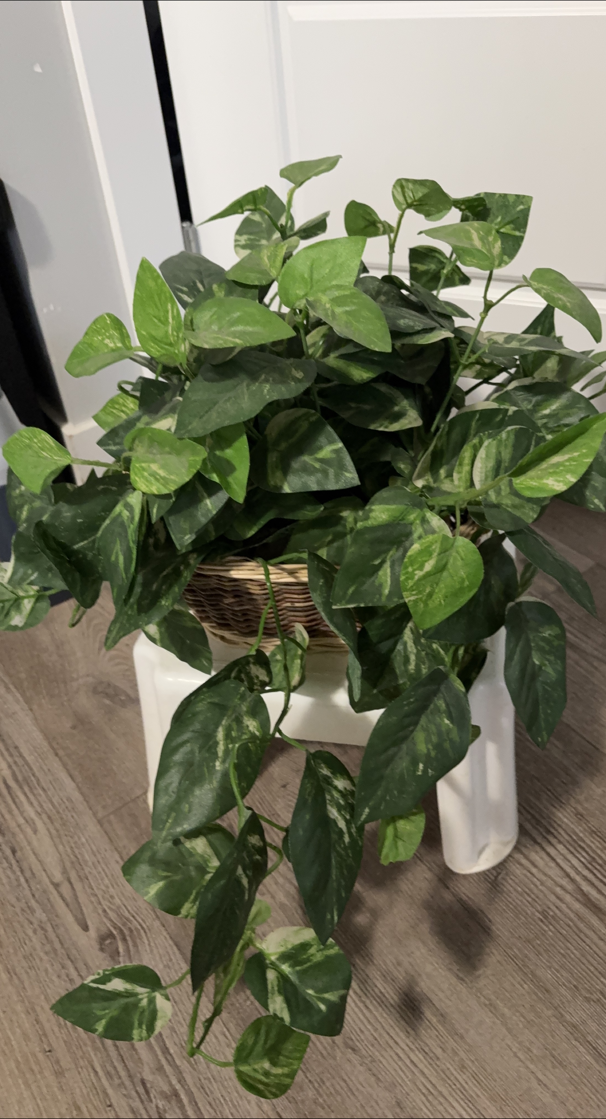 Potted Golden Pothos Plant