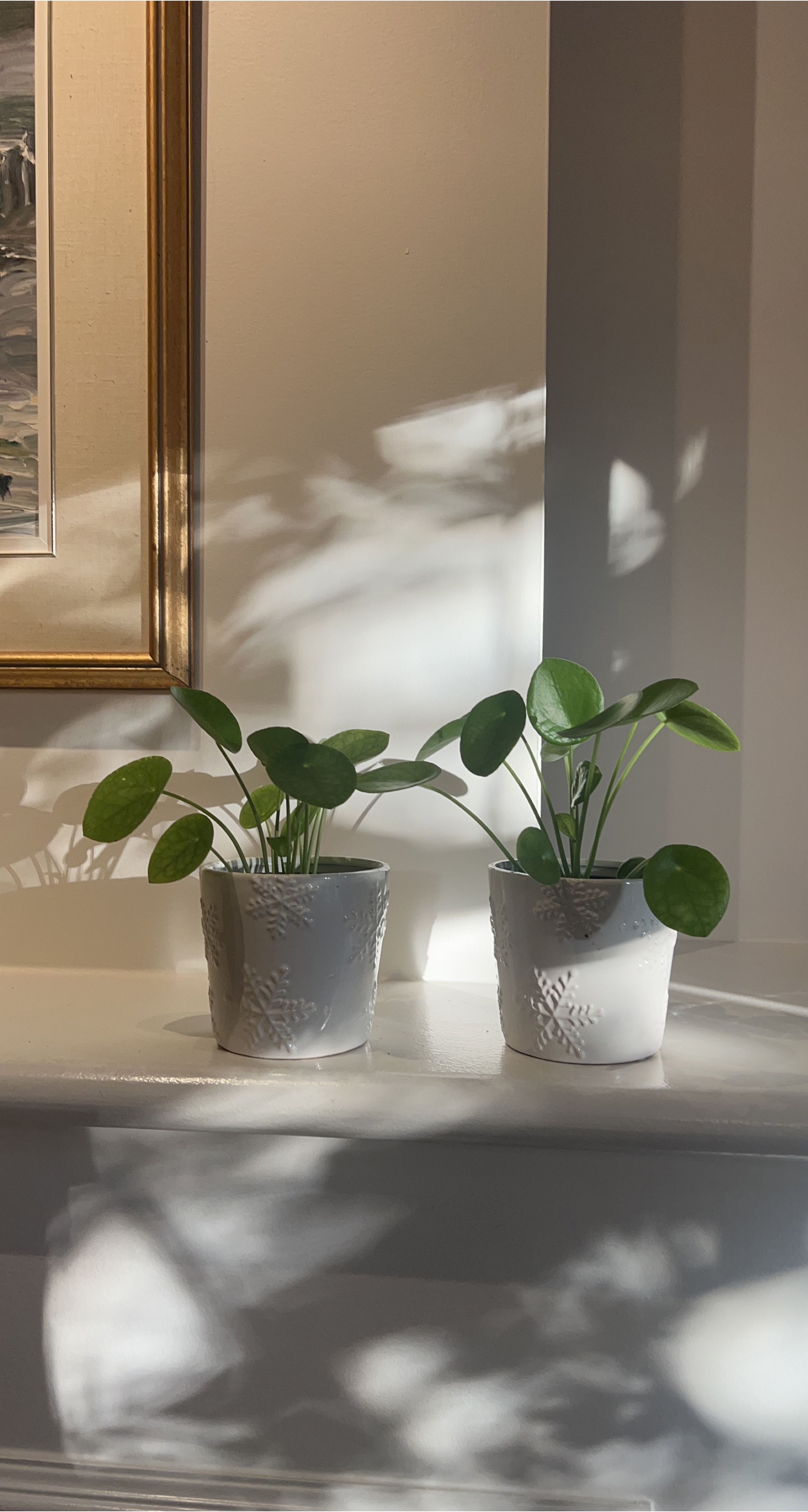 Pilea peperomioides plant in white pot thumbnail
