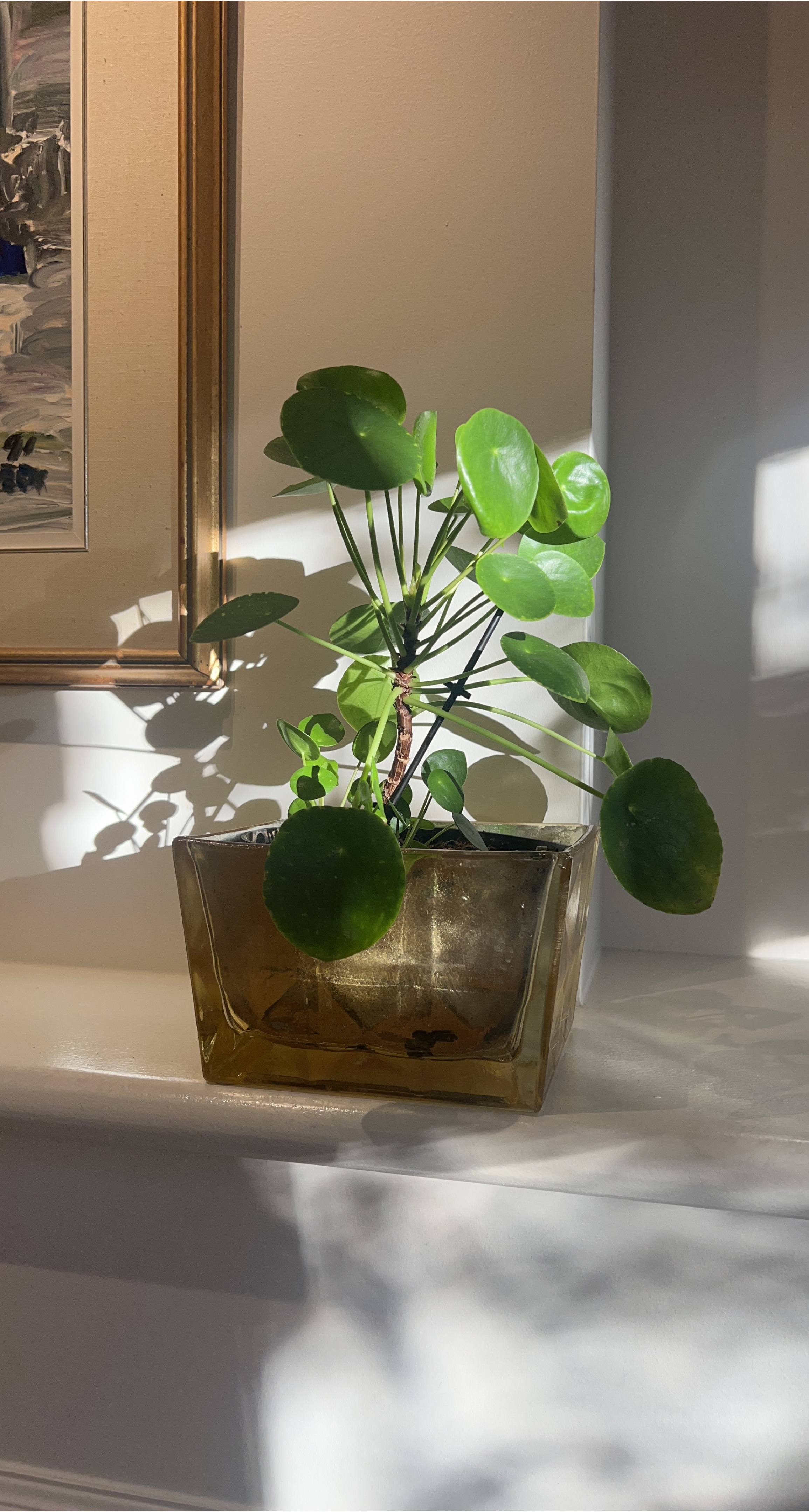 Pilea peperomioides plant in glass vase thumbnail