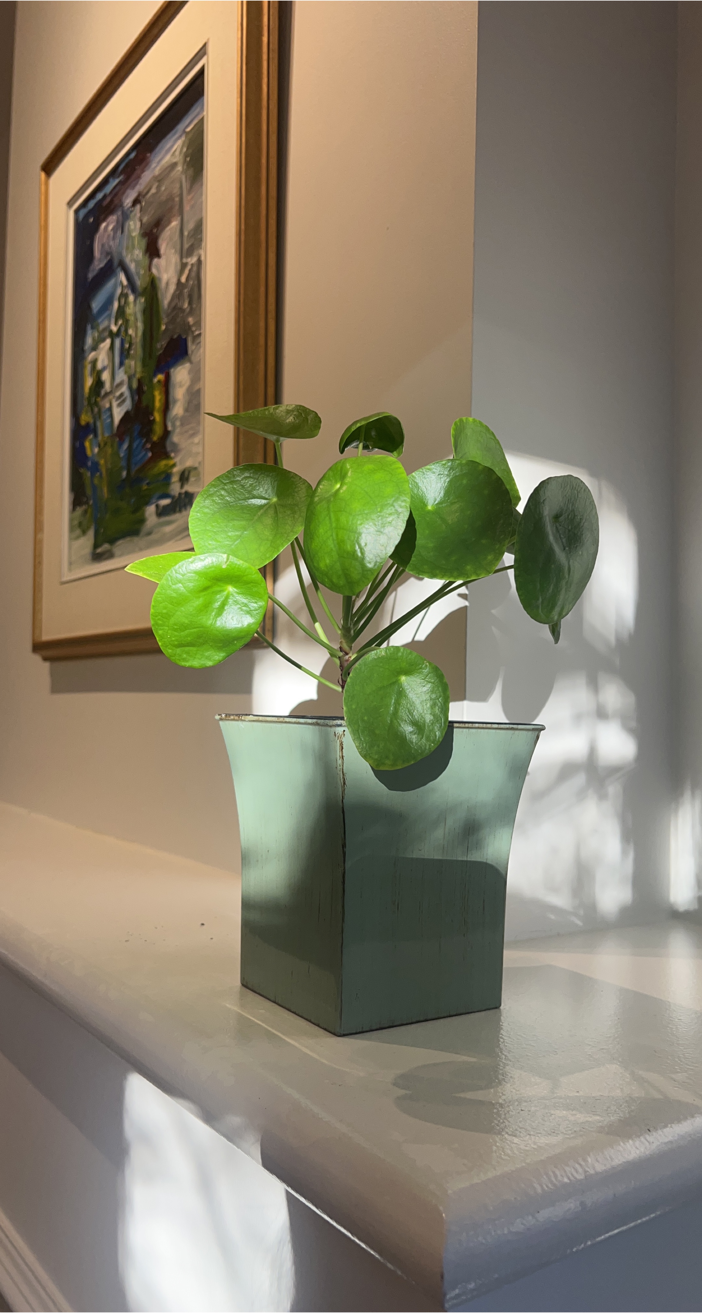 Potted Chinese Money Plant