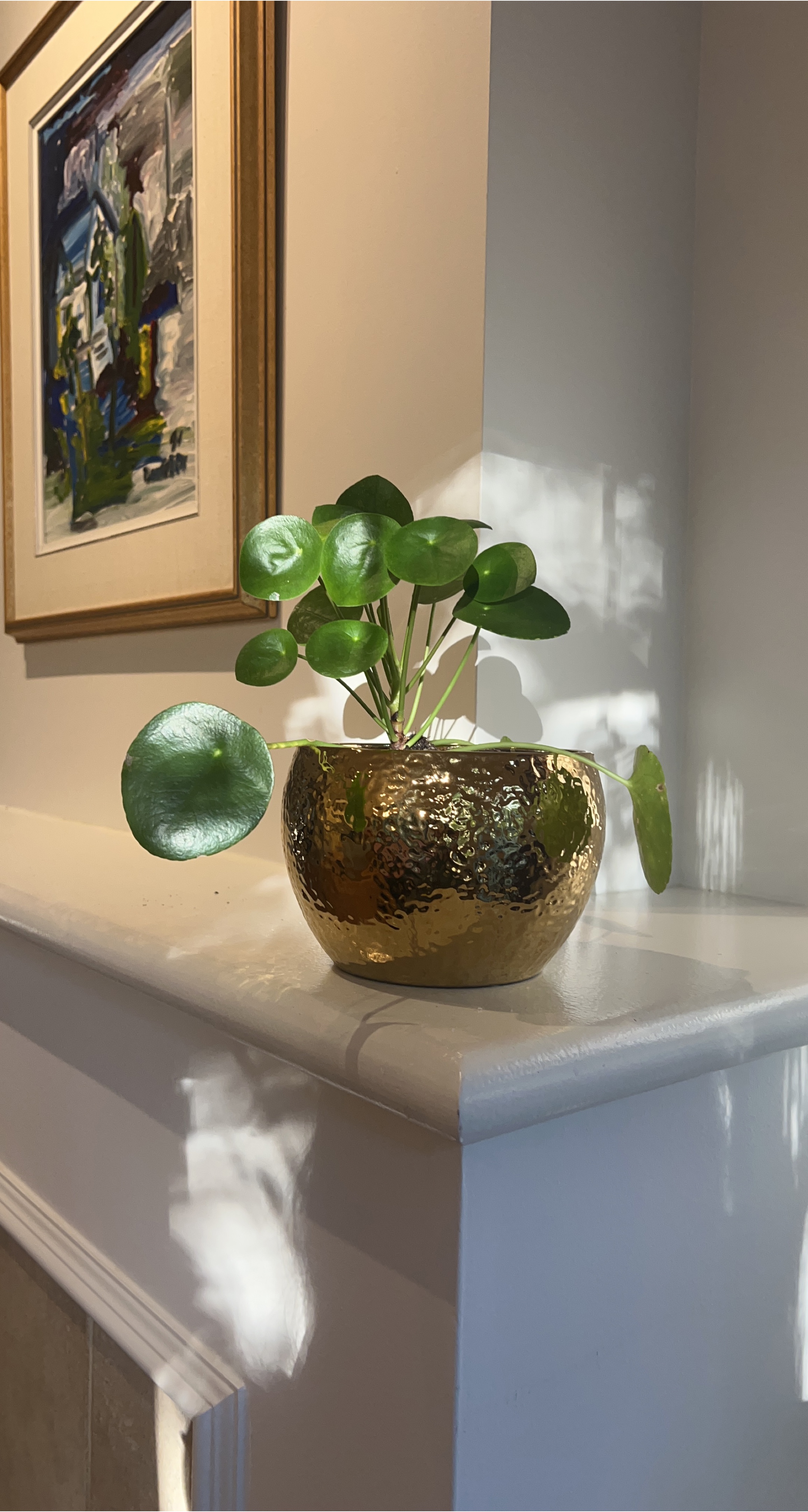 Pilea peperomioides in Gold Pot