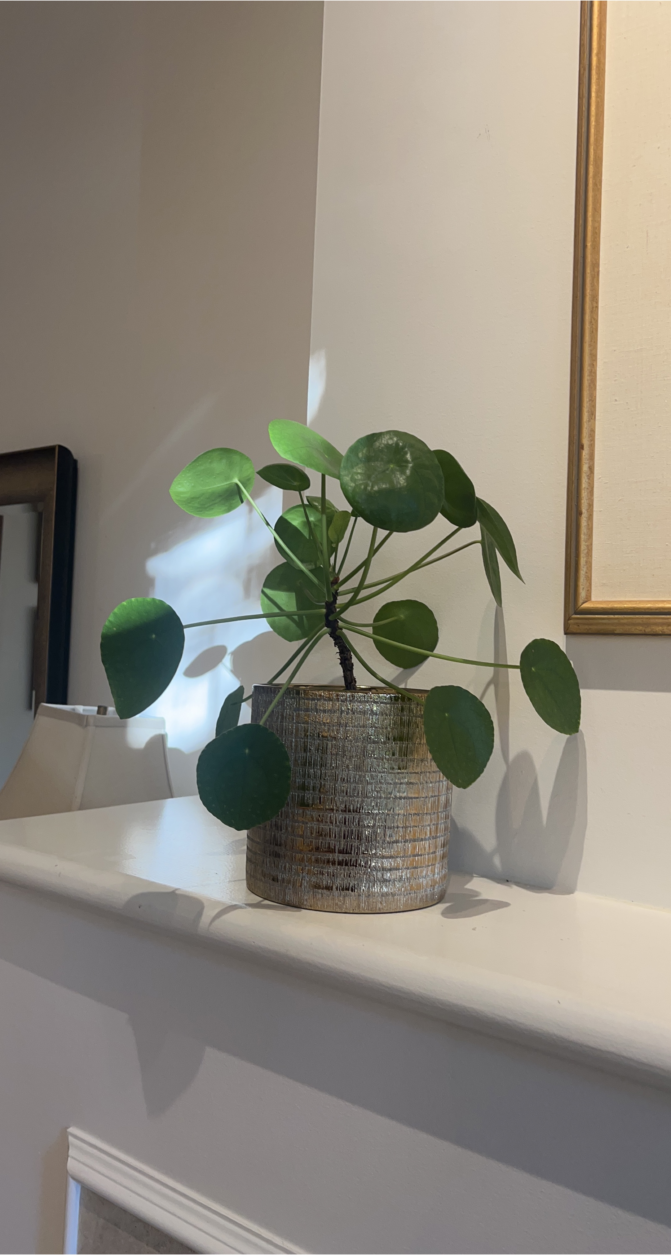 Pilea peperomioides Plant in Pot