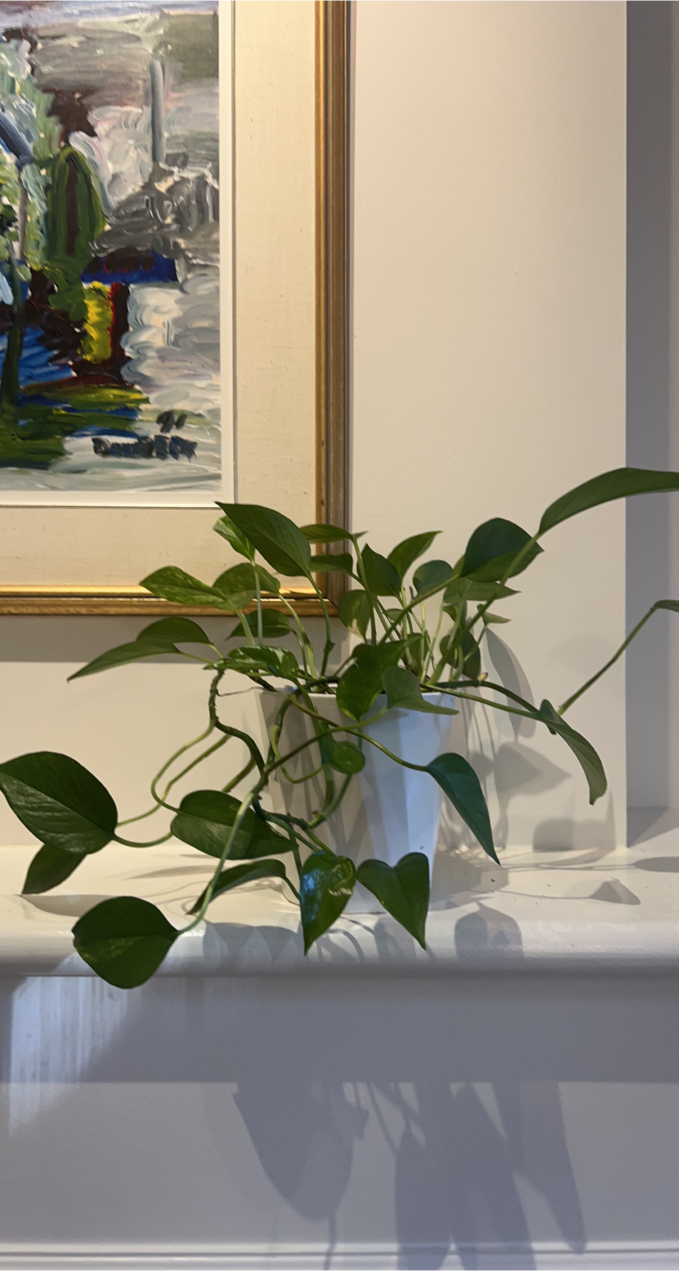 Potted Golden Pothos Plant thumbnail