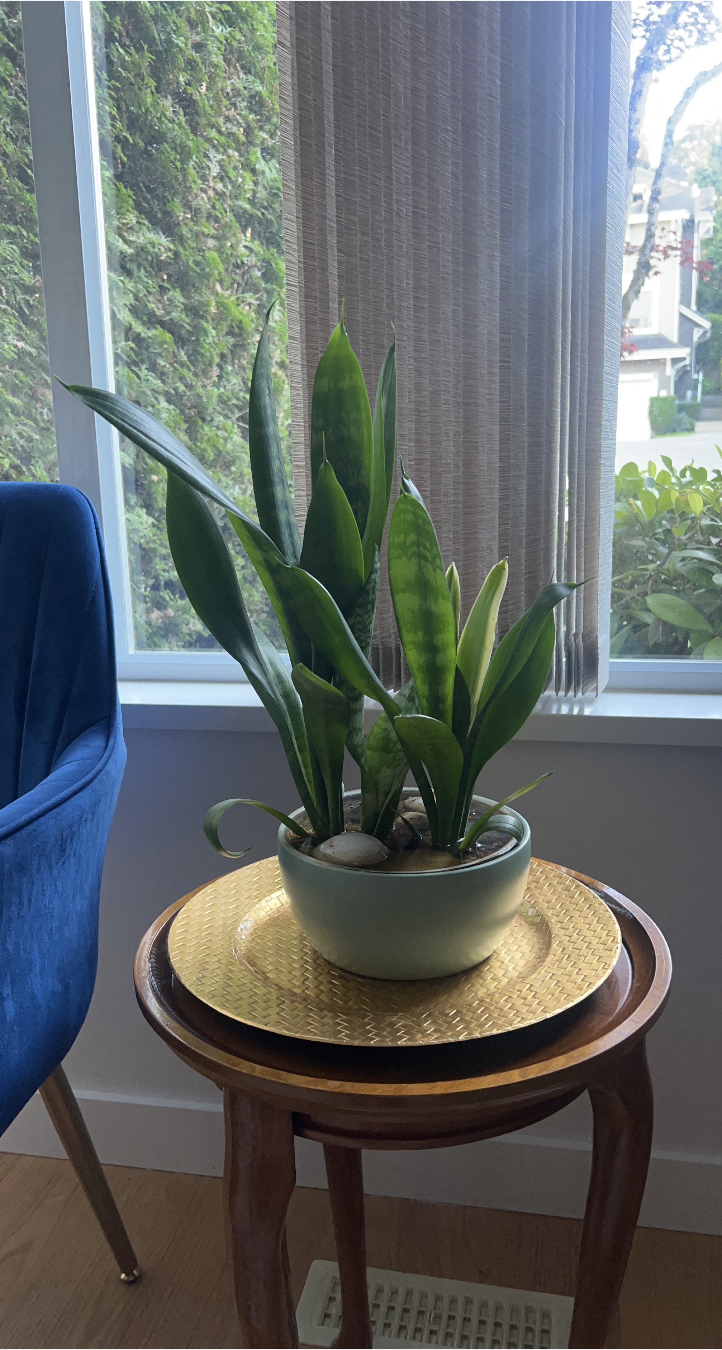 Snake Plant in Pot thumbnail