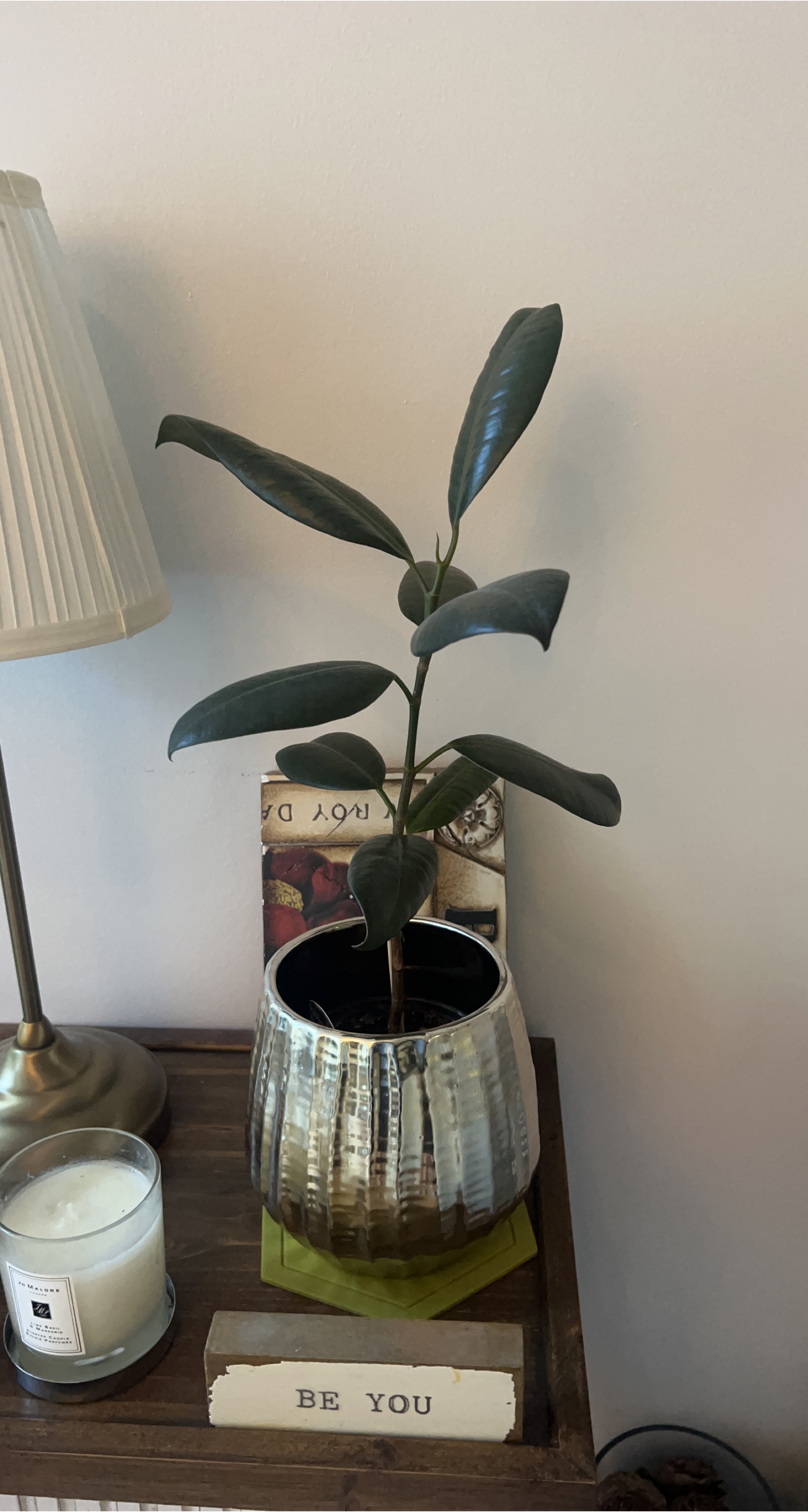 Ficus Elastica Plant in Silver Pot thumbnail