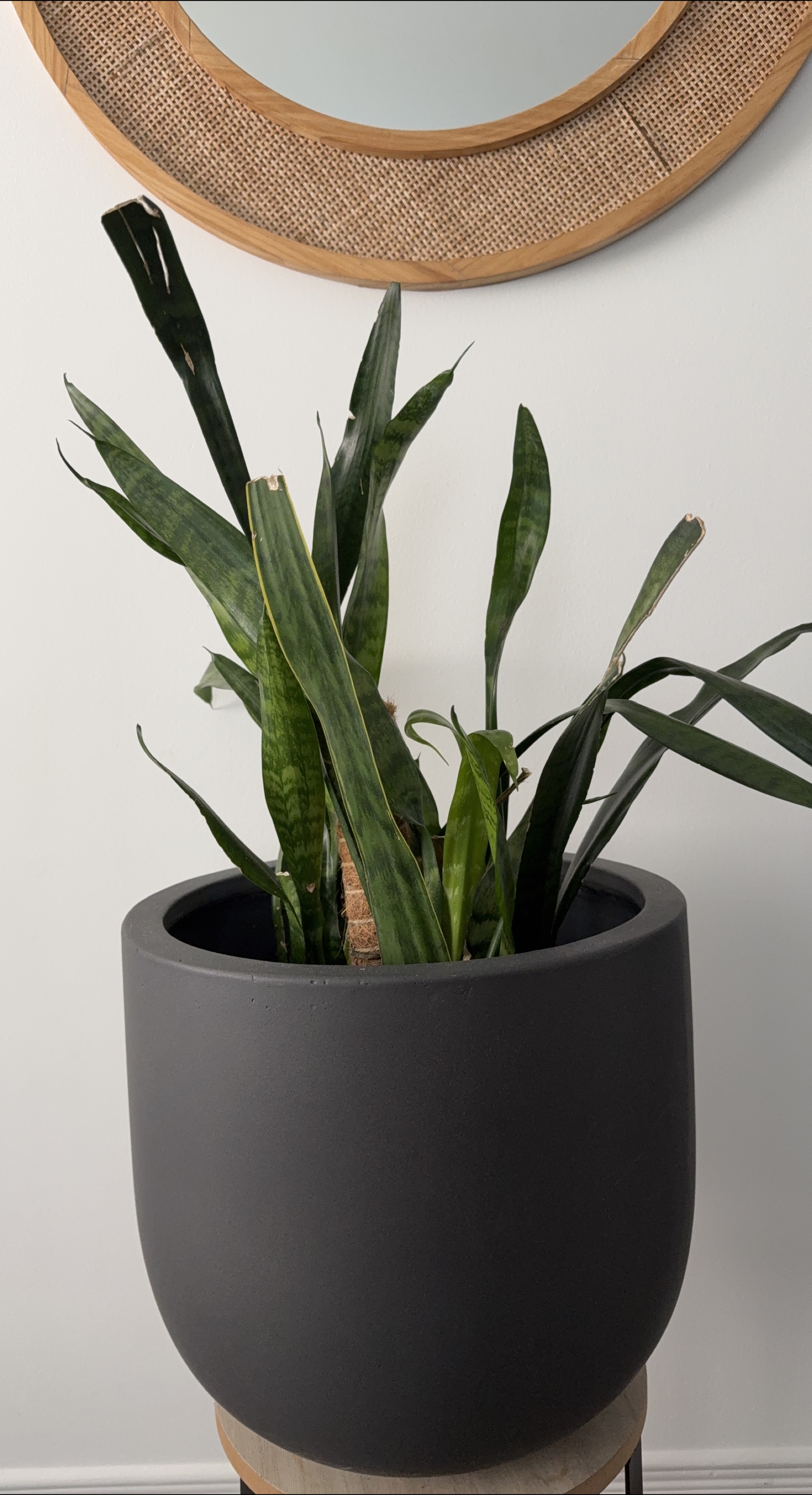 Snake plant in grey pot thumbnail