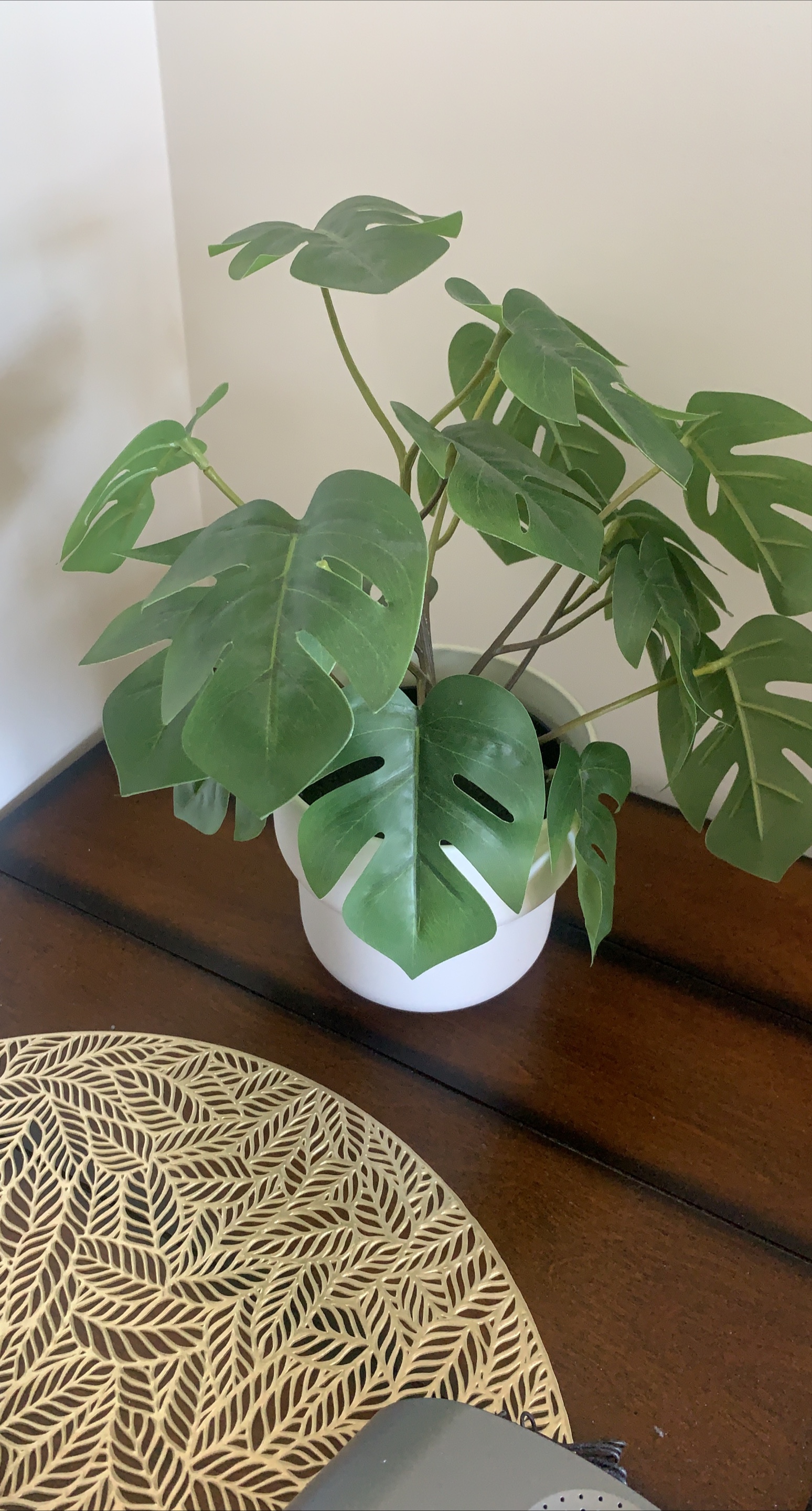 Monstera Plant in White Pot thumbnail